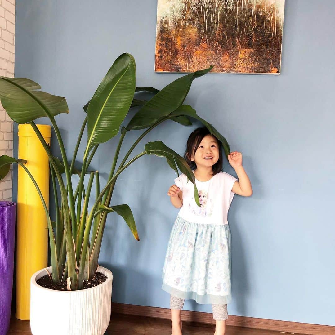 秋定麻紀子さんのインスタグラム写真 - (秋定麻紀子Instagram)「そろそろ向日葵🌻でも飾ろうかな。 でもそ前に紫陽花の季節か。」5月29日 13時20分 - makiakisada