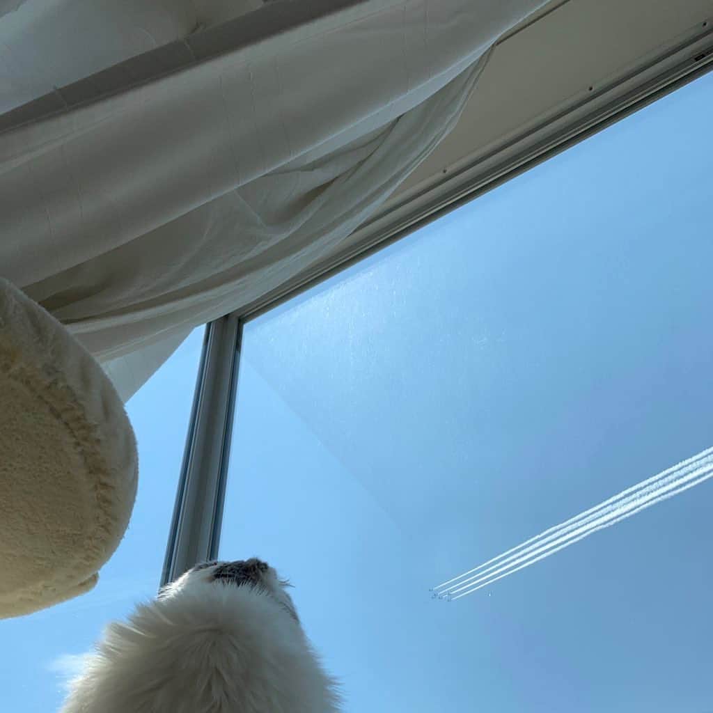 のんたのインスタグラム：「ぱんちゃんと #ブルーインパルス を見ました✈️ ちゃんと目で追っていたよ 楽しかったし、感謝の気持ちでなんかだか胸がいっぱいになりました ありがとうございます👨‍⚕️👩‍⚕️🚑🩺🏥」