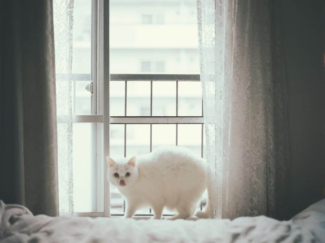てふのインスタグラム