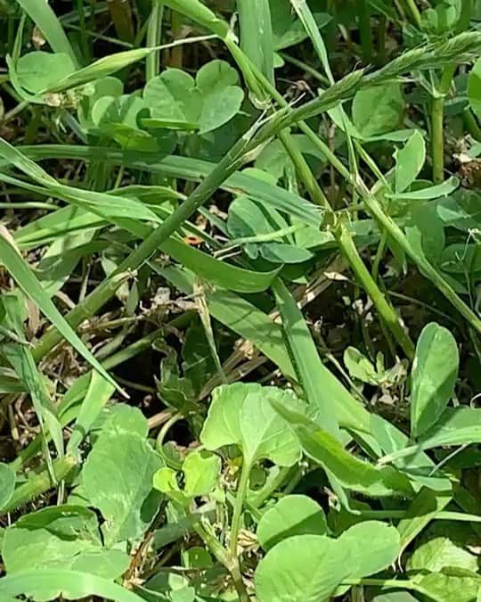 麻倉もものインスタグラム：「お庭にてんとう虫〜🌸🐞🍀 #もちょ10 #麻倉もも #オンラインもちょ」