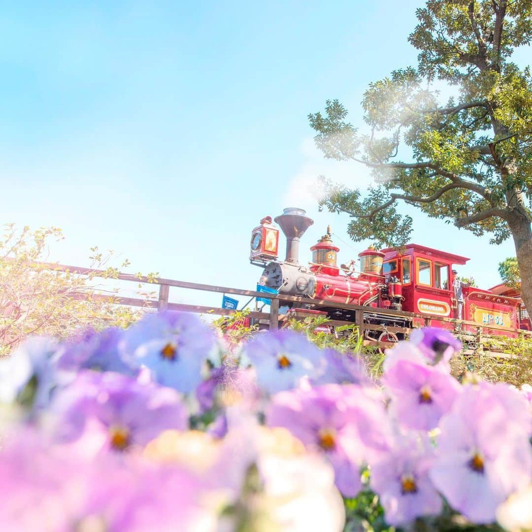 東京ディズニーリゾートさんのインスタグラム写真 - (東京ディズニーリゾートInstagram)「Adventure under the blue sky. どんな景色が見えるかな？ #westernriverrailroad #adventureland #tokyodisneyland #tokyodisneyresort #pansy #ウエスタンリバー鉄道 #アドベンチャーランド #東京ディズニーランド #東京ディズニーリゾート #パンジー」5月29日 14時27分 - tokyodisneyresort_official