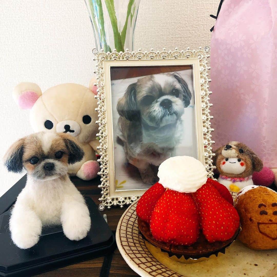 chaako ちゃあこのインスタグラム：「2020.5.29  今日は華奈ちゃんの16歳の誕生日。 華奈が大好きな苺が乗ったケーキ、買ってきたよー♡  去年は一緒にお祝いしたね。 朝から何度も♬Happy birthday♬歌って(笑) 華奈ちゃんは「もうええって」って感じだったけど(ﾉ∀｀) それでも何度も歌いました。 来年はもう一緒にお祝い出来ない気がしてたから。  今日も朝から旦那と歌って。 私は1人でも歌って。 華奈ちゃん抱き締めて歌って。  今日は朝から何度も泣いちゃってるけど、今日はいいよね？何してても止まらない。  何でこんなにも涙が出るのか、自分でも本当によくわからないんだけど… ただ会いたいだけ。 華奈ちゃんに会いたい。 もう叶う事は無いのだけど。 それもわかってるんだけど。 1分でもいいから会いたい。 会って抱き締めて、よしよししたい。  16歳の誕生日も一緒にお祝いしたかったな。 去年はまだ何も食べられなくて、ケーキもクンクンするだけだったけど、今年は食べてくれるかな。  一昨日、大好きな焼き芋をお供えしたら、久しぶりに夢に出て来てくれて。 旦那が「出演料（特別な食べ物）が無いと出てくれないんじゃない？華奈らしいね(笑)」って。  今日はケーキ買って来たから、今日も夢に出てくれる事を願ってるよ(笑)」