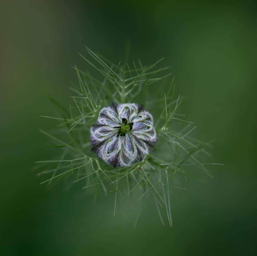 のインスタグラム：「Love in a mist♡」