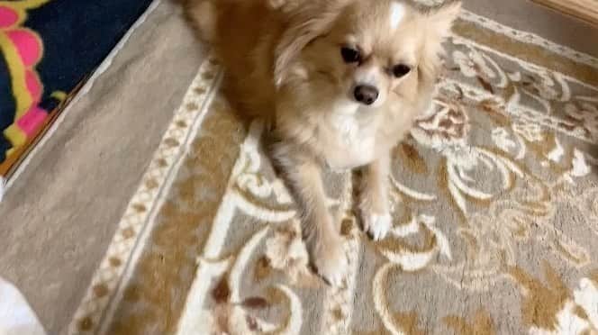 橋本美桜のインスタグラム：「本当は音楽ついてたんですよね🐕  #チワワ #レオくん」