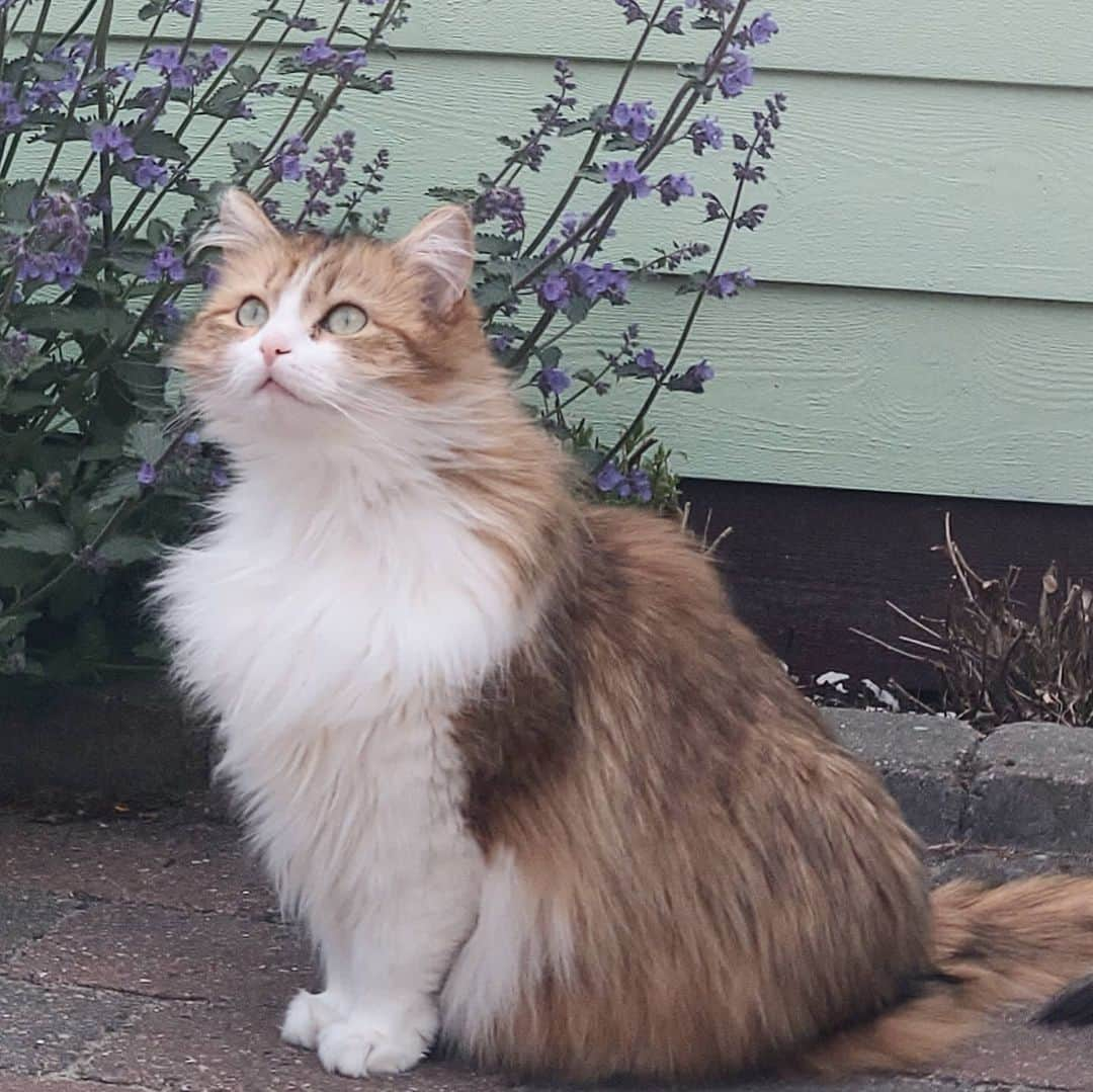 Nila & Miloさんのインスタグラム写真 - (Nila & MiloInstagram)「A bird on the roof makes the purrfect meowdel pose! ❤️😻 #prettylittlething #siberiancat #modellife #catnip」5月30日 1時54分 - nilamilo