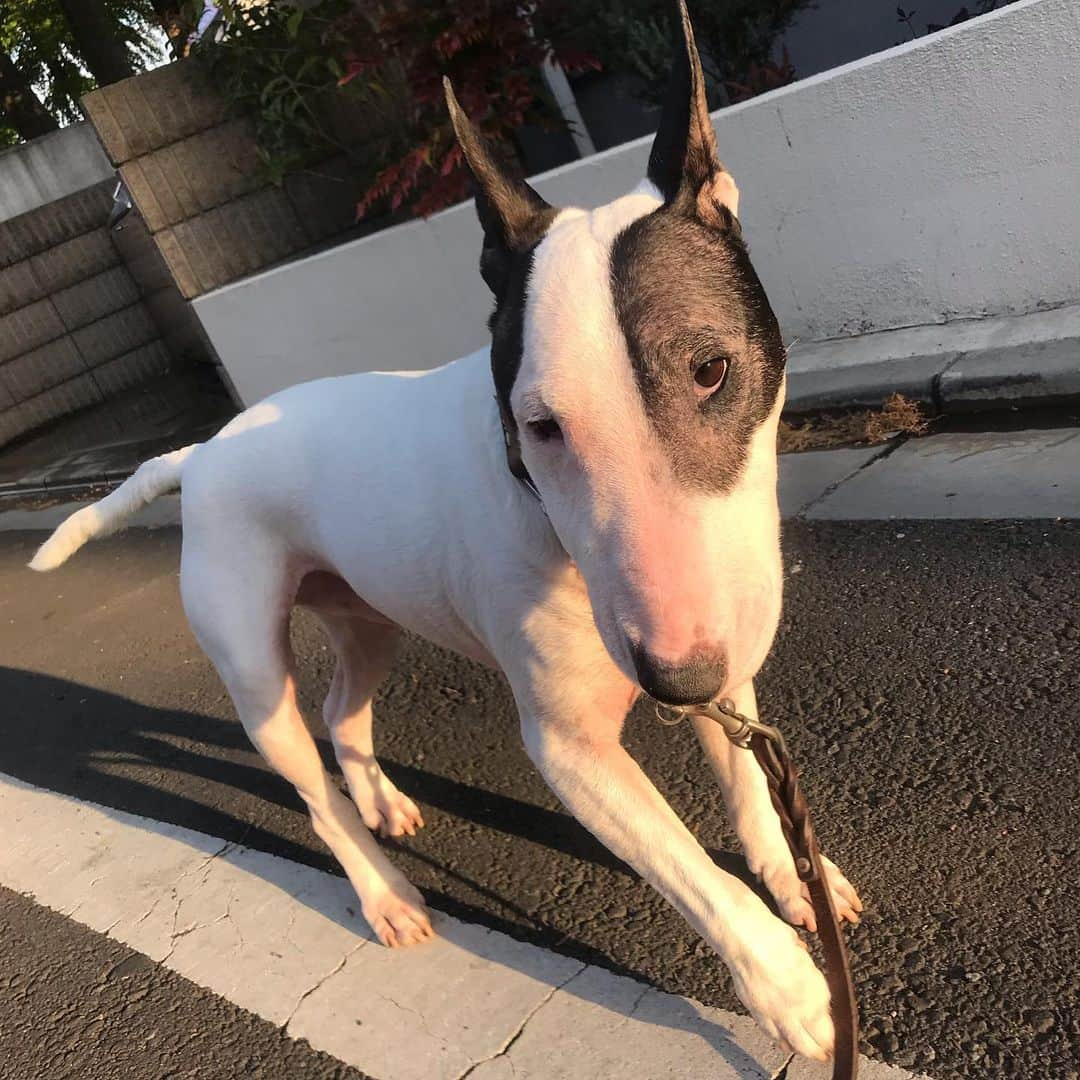 Q太郎さんのインスタグラム写真 - (Q太郎Instagram)「#minituru#bull#terrier#minibullterrier#miniturubullterrier#dog#dogstagram#cute#qtaro#love#family#ミニチュア#ブルテリア#ミニチュアブルテリア#Q太郎」5月29日 17時48分 - qtaro.jun