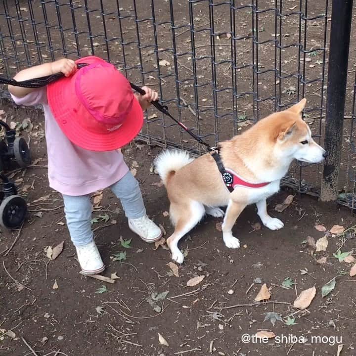 Moguのインスタグラム：「. 謎の動きを繰り返す1歳8ヶ月時の子分①なの。 🐶What are you doing? #1個目は延々同じことしてる #クライマックスは2個目 #振り向いたらもぐが伏せして行き場をなくした子分の右手よ #たいしたクライマックスじゃなくてごめん . @the_shiba_mogu  #柴犬 #shibainu #shiba#赤柴 #redshiba#犬 #dog#しばいぬ#nannydog#犬と子供#子供と犬#柴犬と子供#柴#赤ちゃんと犬#犬と赤ちゃん#柴犬と赤ちゃん#赤ちゃんと柴犬#柴犬のいる暮らし#子守犬」