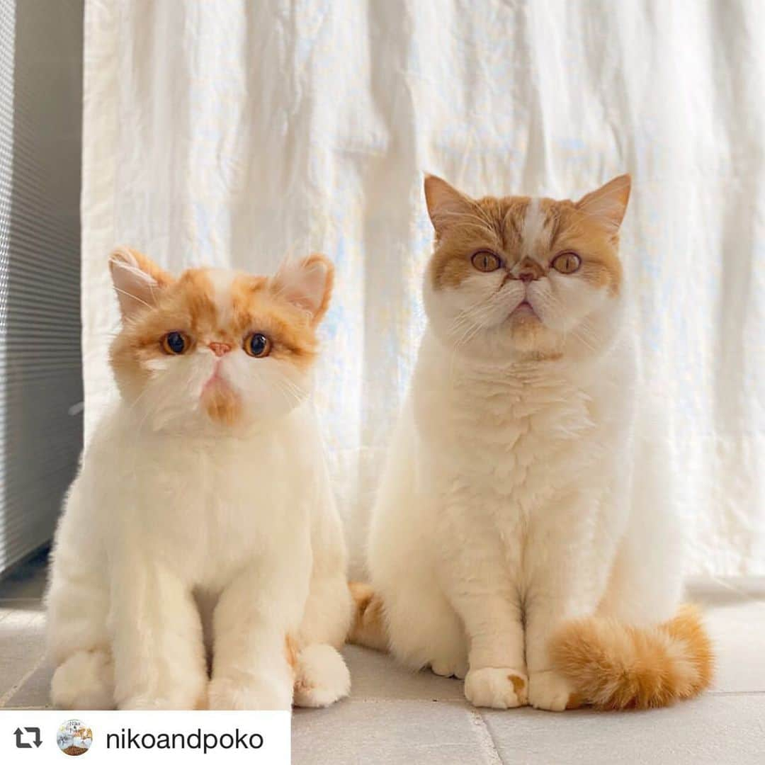 PECO Hugのインスタグラム：「#repost @nikoandpoko * Niko&Niko😸😽Which is the real one? #twins#twingirls#stuffedanimal ． 珍しくシャンとしてるニコを台所で発見‼︎笑 なんだか可笑しくて隣にぬいぐるみのニコも置いちゃった☺️ ． 実は… 自粛前に来ていた業者の人たちに緊張してこの姿勢💦 パパ以外の男性はこの家立ち入り禁止にゃ〜😾 ． ． ． 普通に撮影する時もこのくらい シャキッとして欲しいんですけどー #pecohug  #ペコハグ」