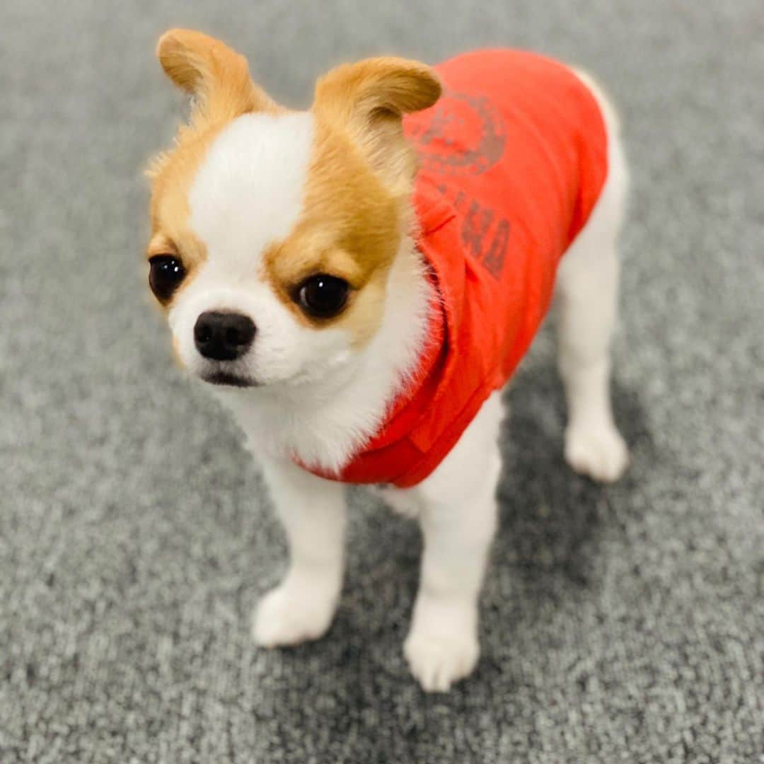 Toshlさんのインスタグラム写真 - (ToshlInstagram)「#犬ちゃん #にゃんたろう #です #今日のにゃんたろう #シリーズ  #龍玄とし #アメブロ #見てね ❣️ #チワワ」5月29日 19時12分 - toshl_officia