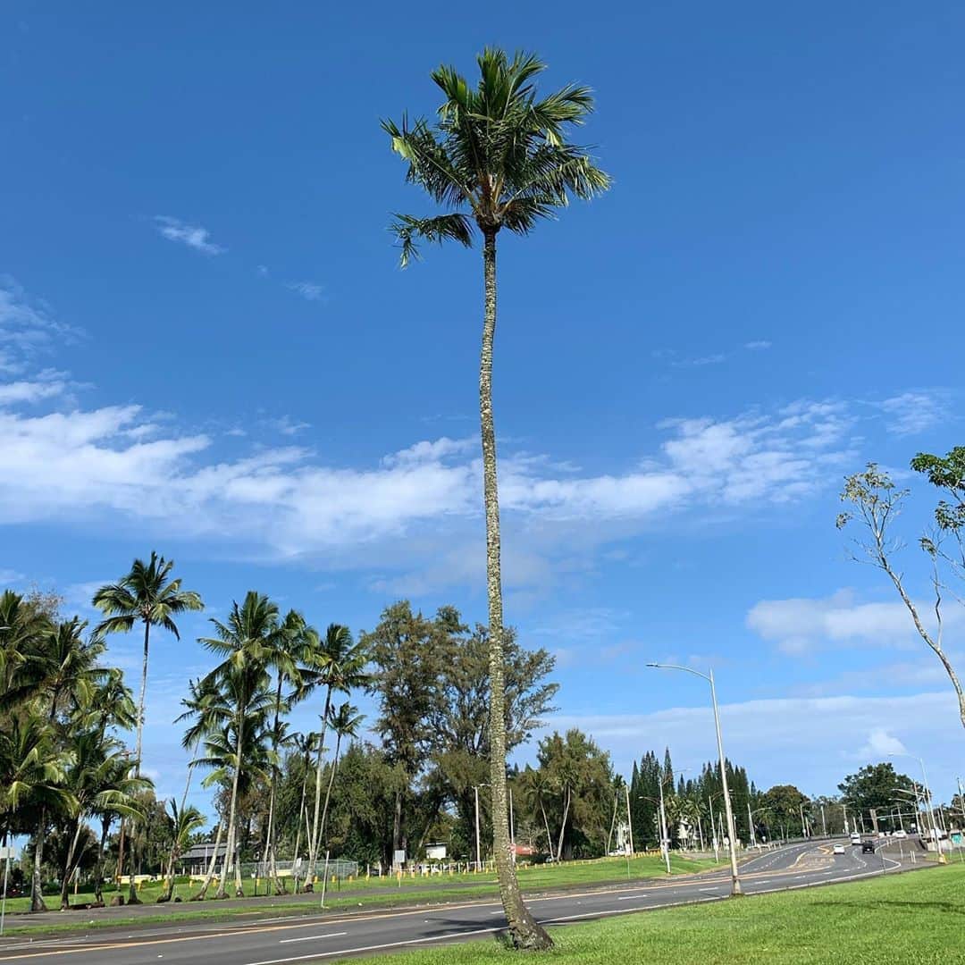 美城れんのインスタグラム：「今日は…ハワイ島ヒロの写真を。🌴 昨日は、真っ直ぐに続く道… 今日は、真っ直ぐに空に伸びていく椰子の木 真っ直ぐに上を向いて、希望を持って過ごす日々でありたい😌✨🌴🌈 今日も、全てに心からの感謝を… ありがとうございます😌✨🙏 mahalo☀️🌴✨🌈🙏」