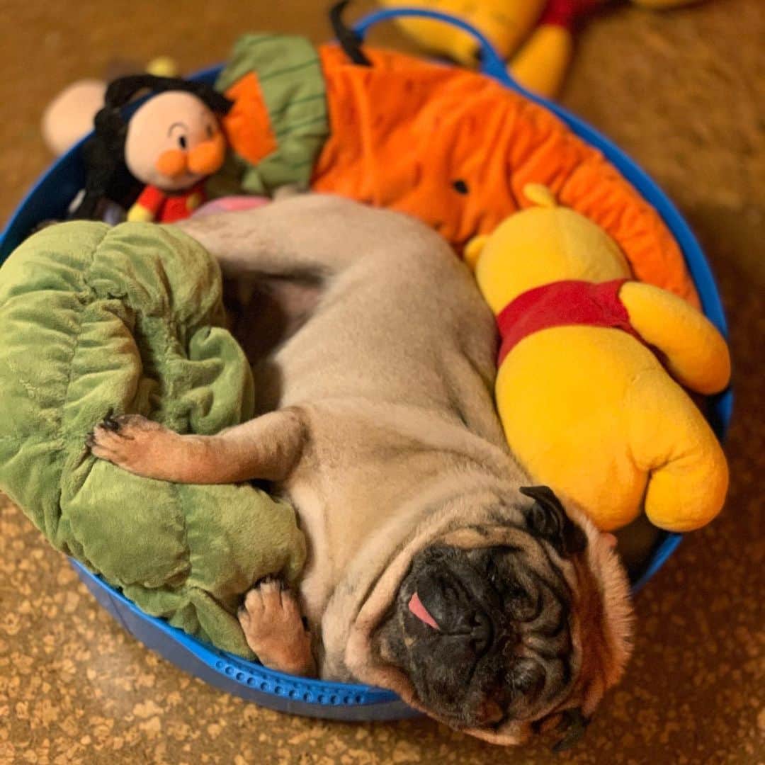 のインスタグラム：「The left nail was broken.  I bleeded 🩸, but it's no problem.👌#keelyafternoontea #Gonta2#speakpug #smilingpugs #pugjapn #pug #love #pugsofinstagram #zerozeropug #pugshit #worldofpug」