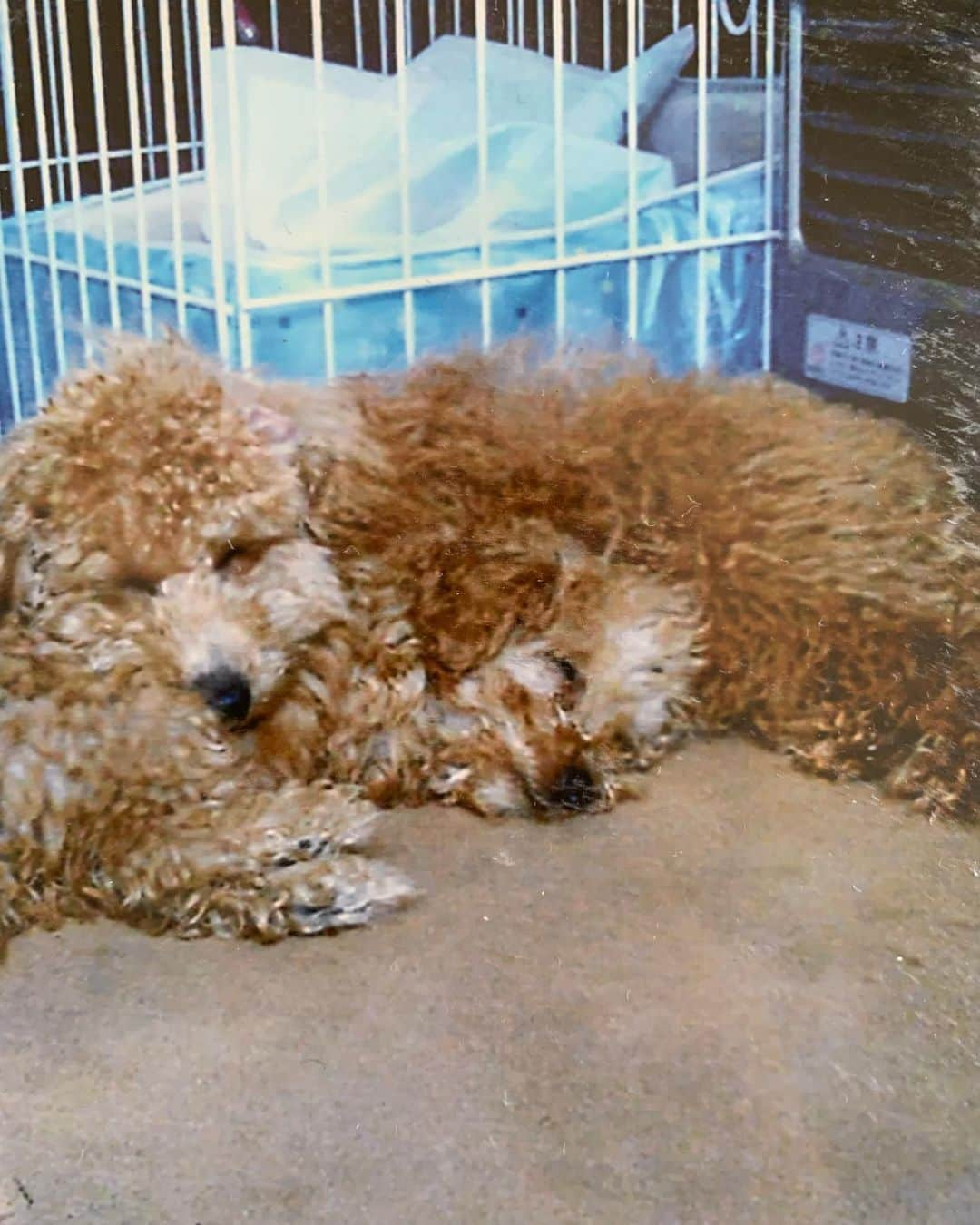 乾貴士さんのインスタグラム写真 - (乾貴士Instagram)「今日は俺が初めて自分で飼った愛犬チップの命日！！ 色々あって、１年しか生きれへんかった。 ごめんなぁ。 もう１０年経つなぁ。 可愛かったなぁ。 これからも見守っててな☺️✨ 日本帰ったらまたお墓参り行くわ！！」5月29日 19時25分 - takashi.08