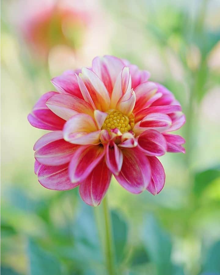 花の写真館のインスタグラム：「Photo by @yukiko_koyama_.⠀ https://instagram.com/yukiko_koyama_/⠀ .⠀ Original Post[投稿いただいたURL]⠀ https://www.instagram.com/p/BysJLo0gsE6/⠀ .⠀ 本アカウントは、 #私の花の写真 をつけてInstagramに投稿された皆さまの花の写真や、「花の写真館」Facebookページで投稿された花の写真を紹介します。⠀ 「花の写真館」Facebookページは、「 @floral.photograph 」のプロフィールにあるURLからご覧ください。⠀ .⠀ ※各自、政府、自治体など公的機関の指示に従った行動をお願いします。⠀⠀ 東京カメラ部および分室では、写真を「見る楽しみ」を提供することを通して、微力ながら皆様にわずかな時間でも癒しをお届けしたいと思っております。⠀ ※本アカウントは東京カメラ部がFacebook、Instagramのサービスを利用して運営しているもので、Facebook社・Instagramとは一切関係ありません。⠀ .⠀ #花の写真館 #floralphotograph #floralphoto #flower #flowers⠀ Follow: @floral.photograph」