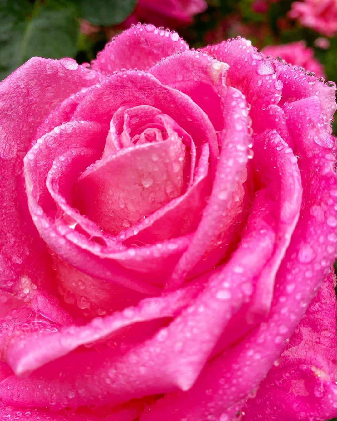 富永沙織さんのインスタグラム写真 - (富永沙織Instagram)「美しさに魅了され撮りました😊 ・ #nature #自然 #flowerphoto #flower #flowerstagramer ##雫 #しずく #☔ #バラ #rose #薔薇 #pink #カメラ女子 #写真好きな人とつながりたい #花びら #美しい #綺麗 #キラキラ #バラ園🌹 #🌹💕」5月29日 19時56分 - saori_tominaga