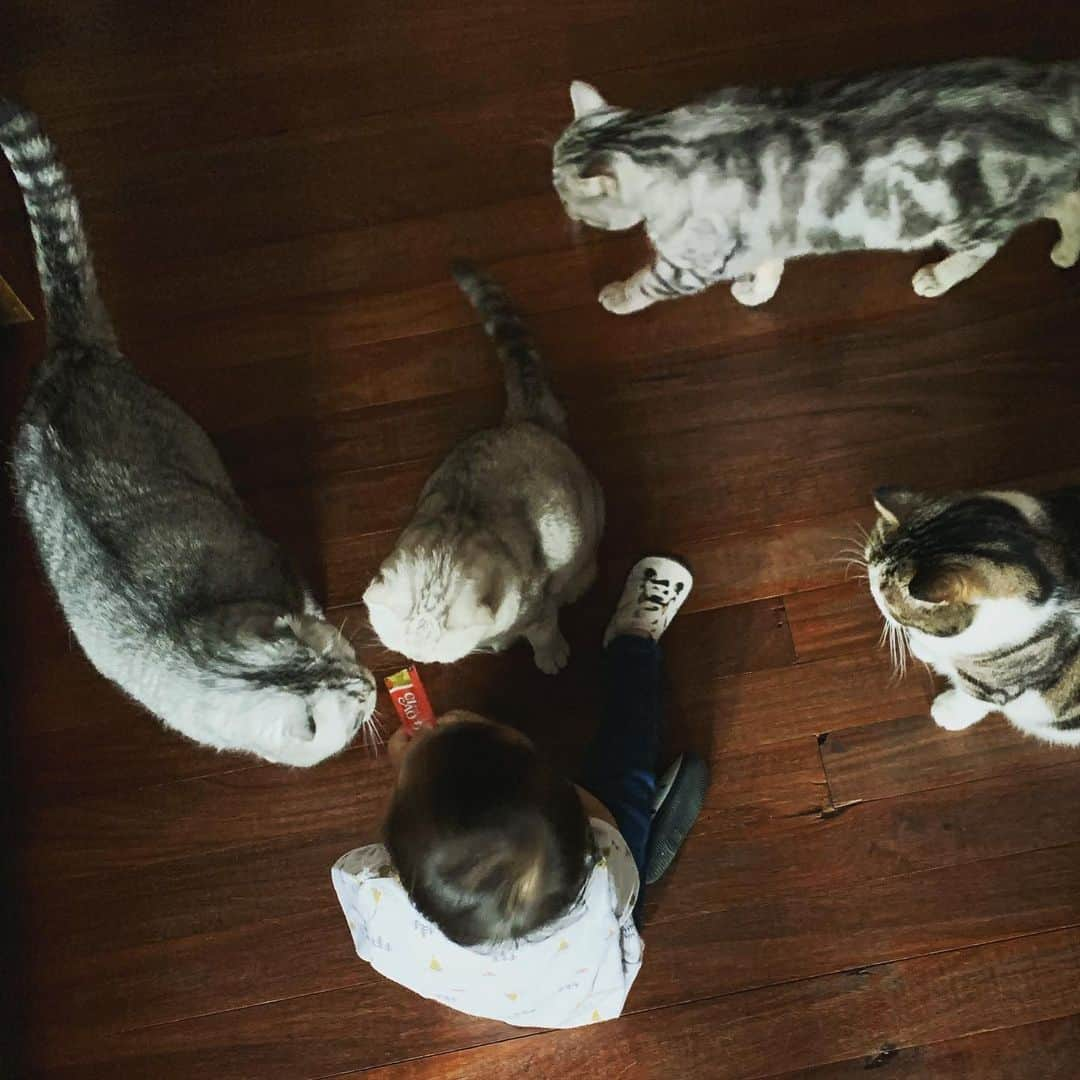 Roku Rokuさんのインスタグラム写真 - (Roku RokuInstagram)「La Familia 😊」5月29日 20時04分 - rokuthecat