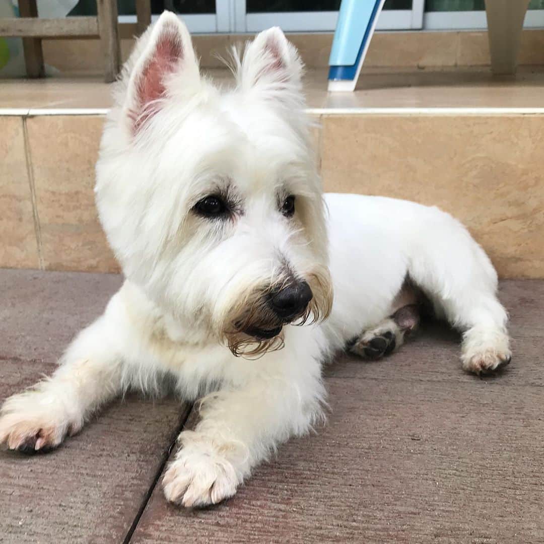 Hoykong&Plamuekのインスタグラム：「Am i handsome??? New haircut after grooming shop closed due to covid-19 😅 #plamuek_westies  ได้เสริมหล่อล้าวววว #ปลาหมึก」