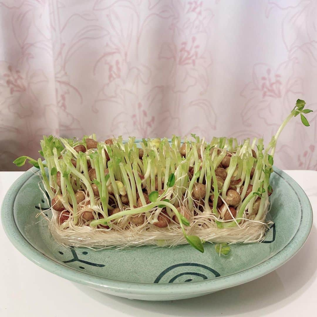 長久梨那さんのインスタグラム写真 - (長久梨那Instagram)「‪． 豆苗育てました🌱‬ 育て過ぎた… ‪食べ時に食べてあげられなくてごめんね🥺‬ ‪ダメなお母さんでごめんね🥺‬ ‪そしてまた次の子を育て始めました✨‬ #豆苗 #豆苗栽培 #趣味 #得意料理 #料理 #クッキング #クッキングラム #中華 #猫 #三毛猫 #保護猫 #ねこすたぐらむ #にゃんすたぐらむ #成長 #成長記録 #外出自粛 #外出自粛中の過ごし方 #おうち時間 #おうちごはん #うちで過ごそう #ステイホーム #コロナに負けるな #女優 #アナウンサー #フォローミー #stayhome #cooking #cat #catsofinstagram #followme」5月29日 21時00分 - rinanagahisa