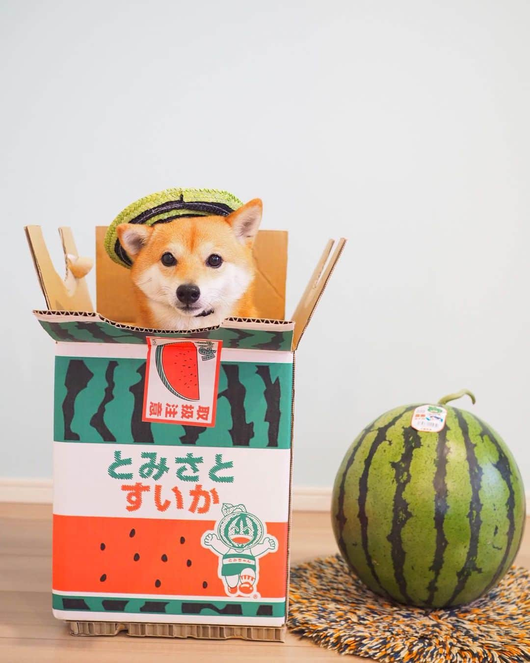 豆柴にこちゃんさんのインスタグラム写真 - (豆柴にこちゃんInstagram)「🐶🍉 今年も、たもつくん @tamostagram0821 からとても立派な #富里スイカ 🍉 をいただきました✨✨😍 . サプライズで今日届き、 嬉しさで一気にテレワーク疲れが吹き飛んだ😆✨ . 私はスイカが好きすぎて、 ついこないだもスーパーでカットスイカ を買って食べてましたが、 たもつくんちのスイカは . でっかい‼️ 甘い‼️ みずみずしい‼️ . で格が違いすぎるおいしさ💕 重さ測ったら、にこより2.2キロ重かった🤣 . 頂いたのは冷やし中なので 冷えたら早速いただきます☺️ . たもつくんママさん、 ママさんのお父様、お母様、 ありがとうございます🙇‍♀️❤️ . ラスト二枚は去年の写真だよ。 . #柴犬#豆柴#pecoいぬ部#犬#わんこ#犬#ここ柴部#shibainu#dog#mameshiba#pecotv#shiba#いぬのきもち部#しばいぬ#しばけん#こいぬ#シバイヌ#いぬ#イヌ#ペット#日本犬#子犬#puppy#pet#시바견#강아지#개#barked#9gag」5月29日 21時03分 - nikochan.mame48