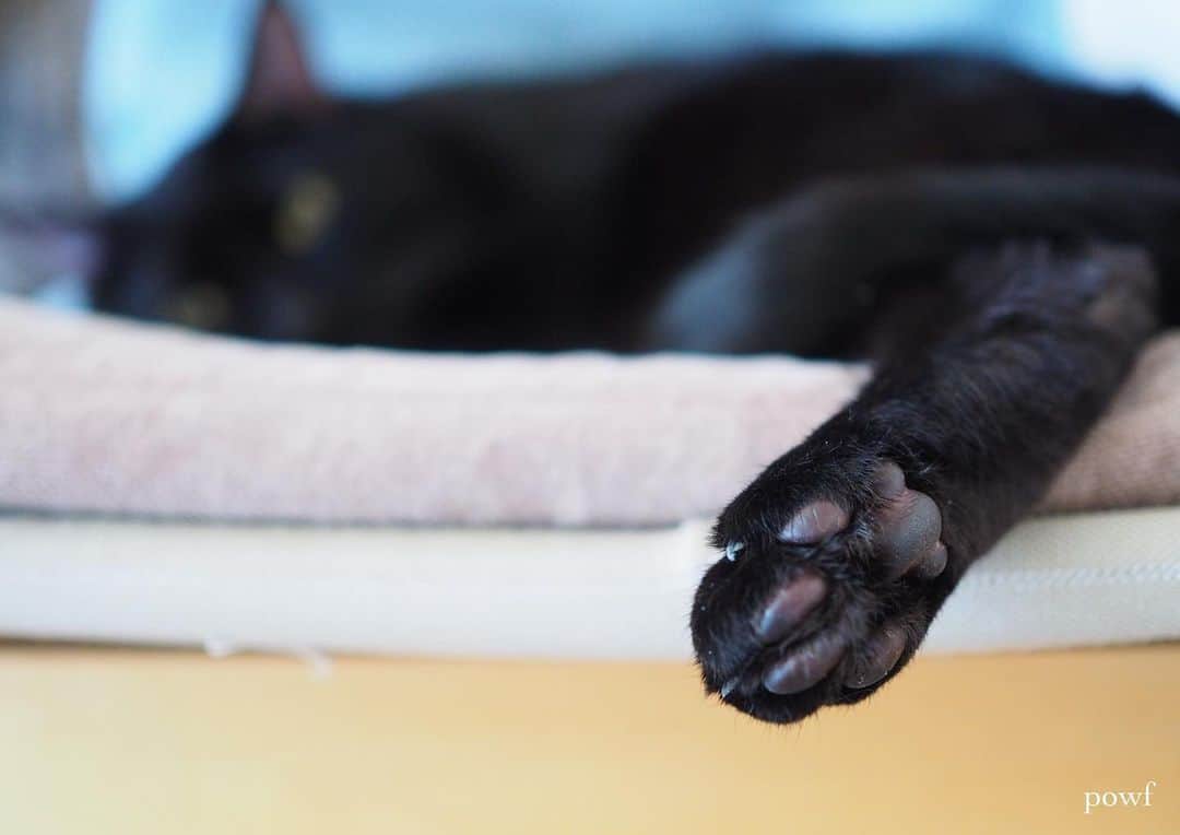 anemone_69のインスタグラム：「🐾 . #29祭 #肉球 #ハカセとキョウジュ #blackcat #黒猫 #cat #猫 #保護猫 . . .」