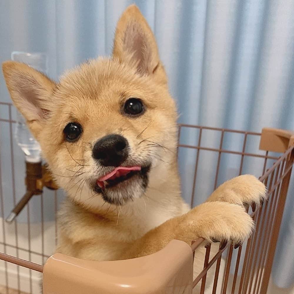 環奈（長沢菜々香の飼い犬）のインスタグラム：「甘えん坊の男の子🐕 . . .  #豆柴#柴犬#日本犬#黒柴#黒豆柴#まめしば#しばいぬ#しば#しばすたぐらむ #こいぬ #柴  #ここ柴部#柴子犬 #shibalove #mameshiba #kuroshiba #shibainu #shiba #shibadog #shibastagram #shibastyle#なーこ#長沢菜々香」