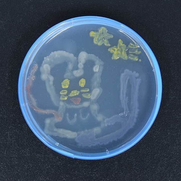 あのちゃんさんのインスタグラム写真 - (あのちゃんInstagram)「前にバクテリアで描いた微生物アート🦠 #バクテリア」5月30日 3時01分 - a_n_o2mass