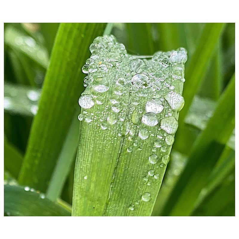 ローラ・ヴァンダーヴォートさんのインスタグラム写真 - (ローラ・ヴァンダーヴォートInstagram)「Morning Dew On Our Morning Walk. . . . . . . . . #nature #photography #beauty #nourish #dew #canada #green #droplets #toronto #morningwalk #new #growth #breath #fresh」5月29日 21時59分 - lauravandervoort