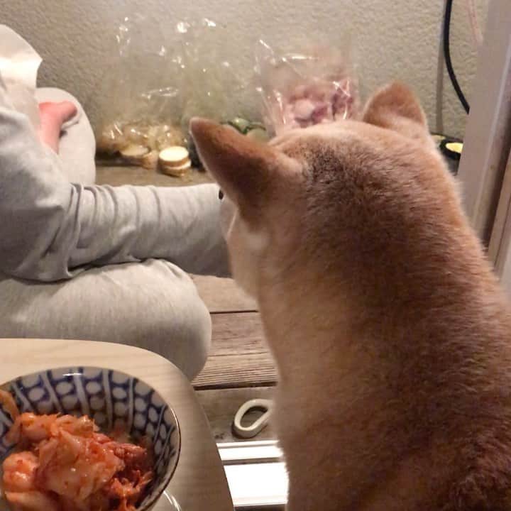 柴犬リリコのインスタグラム