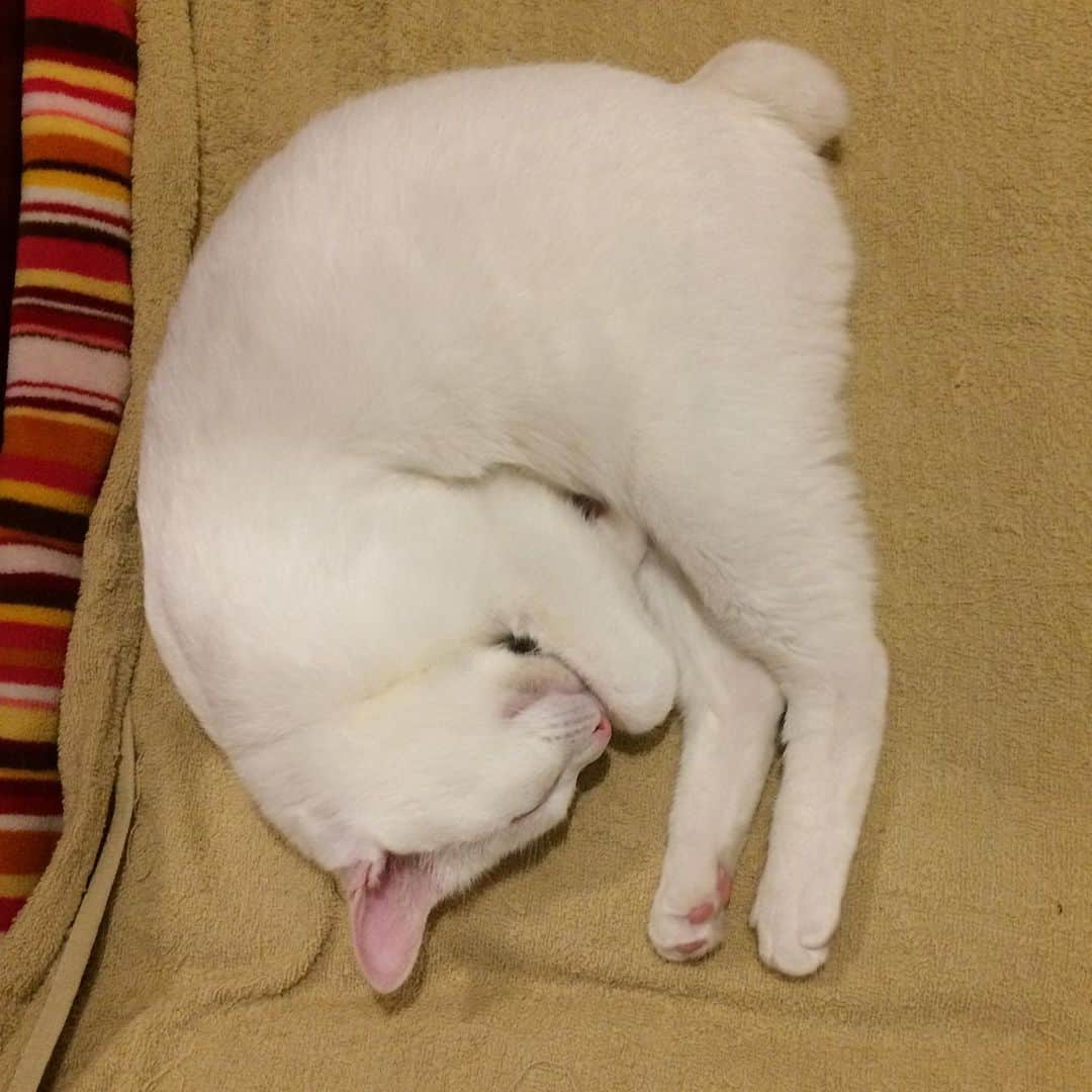 岡田屋鉄蔵のインスタグラム：「その頃アルナブさんは水餃子になっていた。 まピンクの肉球、鼻、耳。全てが若くみずみずしい。今君が側に居てくれる事に感謝」