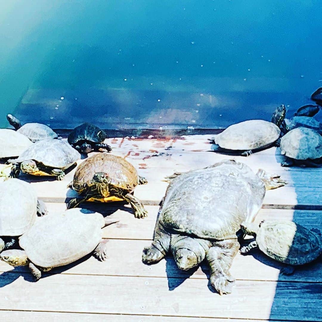 筒井菜月のインスタグラム：「スッポンとカメのコラボ🐢 #甲羅干し」