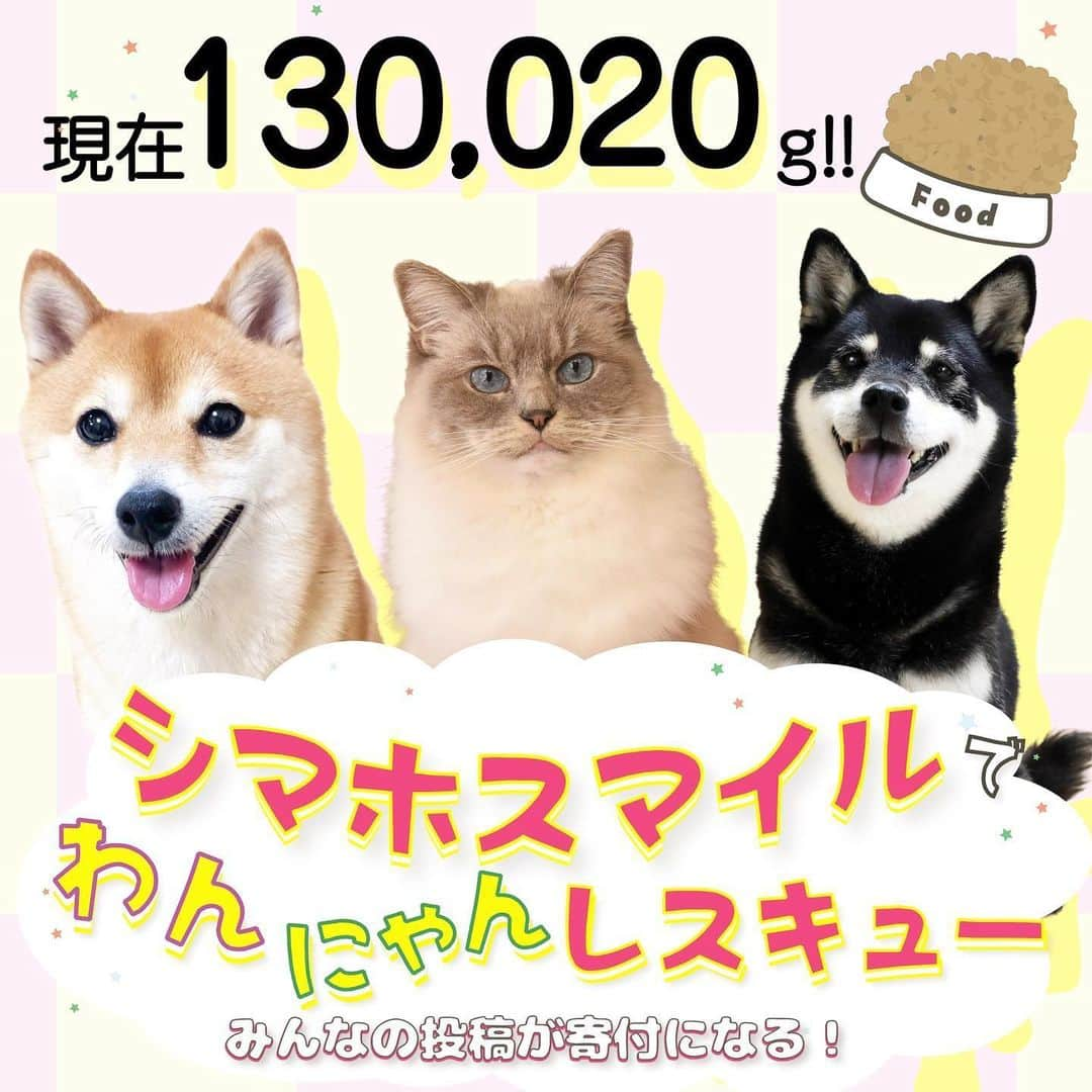 しるこさんのインスタグラム写真 - (しるこInstagram)「2020.5.29 みんなのスマイル写真のおかげで、今現在130kg以上のフードの寄付量になってます🍚😻 キャンペーンは6月27日(土)まで✨ 期間中、何度でも投稿できますよ😸 . . 「シマホスマイルでわんにゃんレスキュー」についてもう一度お知らせしますね📣😽 . お家の可愛いペットのスマイル写真を投稿すると 1投稿につき10gのペットフードを保護団体【ねこかつ】さんへ寄付されます✨ さらに投稿してくれた方の中から抽選でペットグッズやシマホの商品券が当たるチャンスも😻  @wannyanrescue をフォロー #シマホスマイル  とハッシュタグをつけて笑顔写真をジャンジャン投稿してね😽💕 . 詳しくはこちらを↓ https://shimahopet.com/wannyanrescue/  プロフィールからも飛べま〜す✈︎ . #シマホスマイル #シマホ #島忠 #無敵の親バカ同盟 #サンデイ #ねこ#猫#neko#cat#cats#ラグドール#ragdoll#ragdollcat#ragdollcats#ラグドールしるこ#0529ちるちる」5月29日 22時40分 - shirukotan