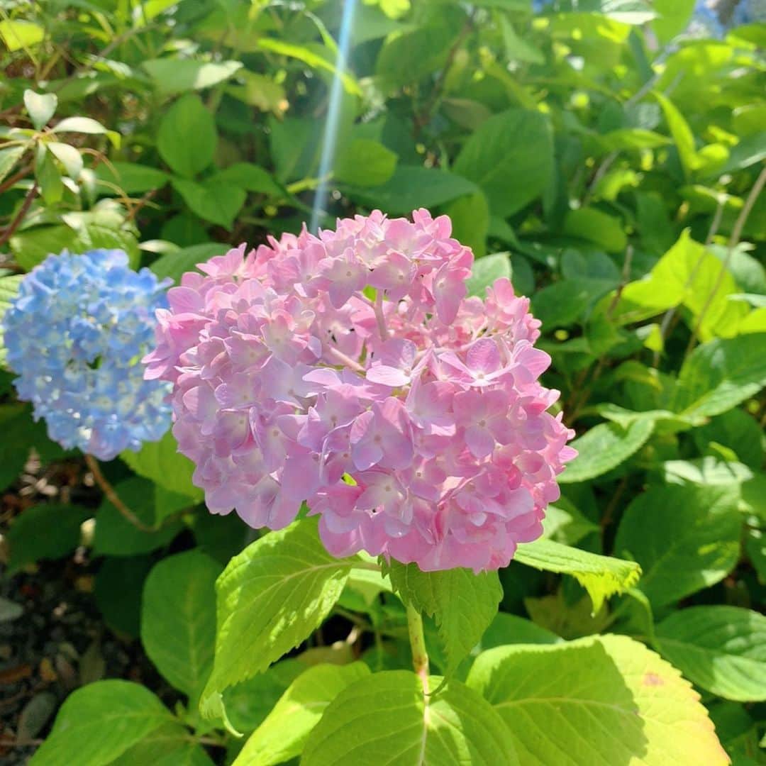 長谷川萌美さんのインスタグラム写真 - (長谷川萌美Instagram)「. . 久しぶりにお買い物へ🌷 . . ブルーインパルス かっこよかった 写真は通った後です笑 . . .  #もえみた花たち #紫陽花 #アジサイ #あじさい #ブルーインパルス #飛んでいるのは #鳥 #医療従事者の方に感謝 #気持ちのいい #青空 #コロナに負けるな」5月29日 22時56分 - moemi_hasegawa