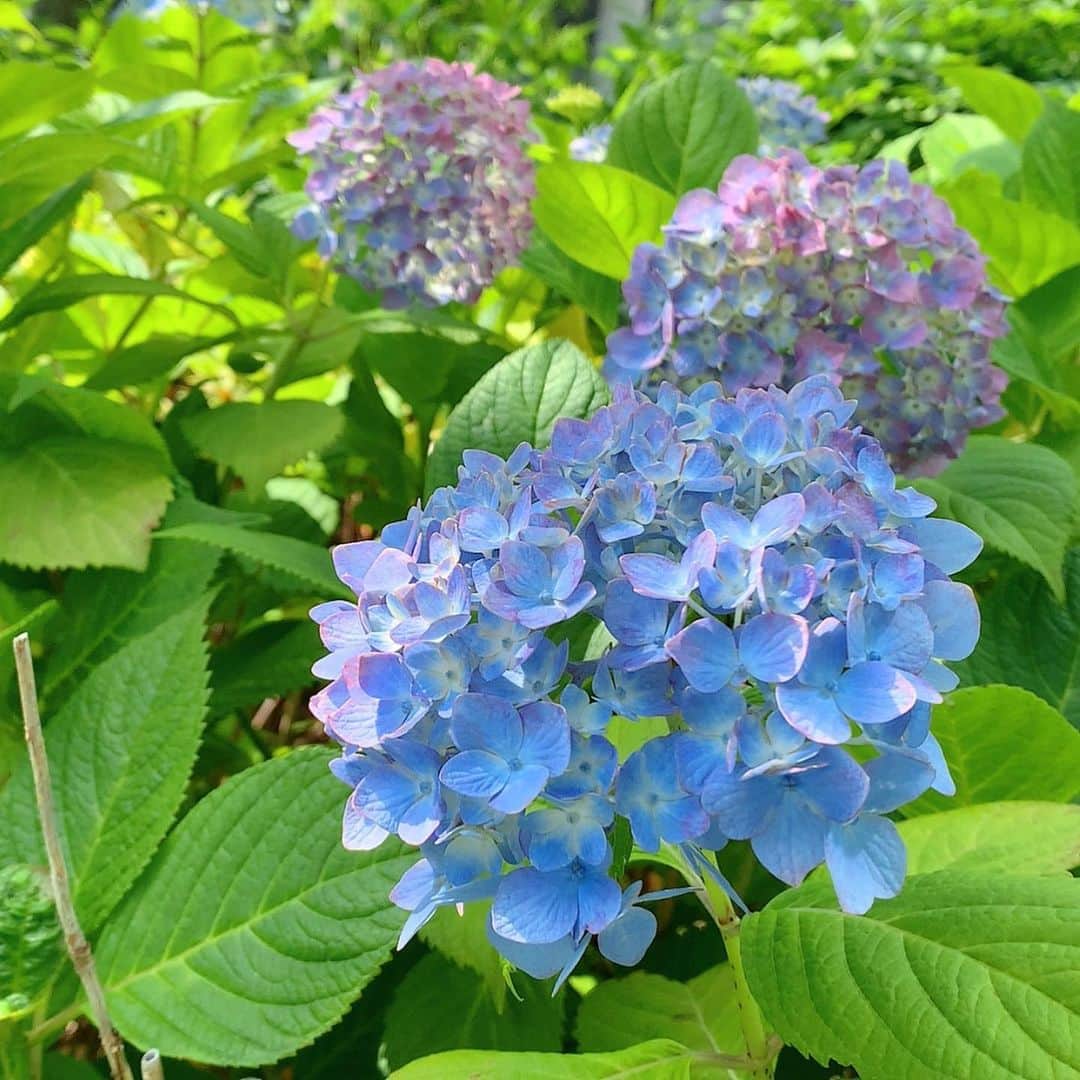長谷川萌美さんのインスタグラム写真 - (長谷川萌美Instagram)「. . 久しぶりにお買い物へ🌷 . . ブルーインパルス かっこよかった 写真は通った後です笑 . . .  #もえみた花たち #紫陽花 #アジサイ #あじさい #ブルーインパルス #飛んでいるのは #鳥 #医療従事者の方に感謝 #気持ちのいい #青空 #コロナに負けるな」5月29日 22時56分 - moemi_hasegawa