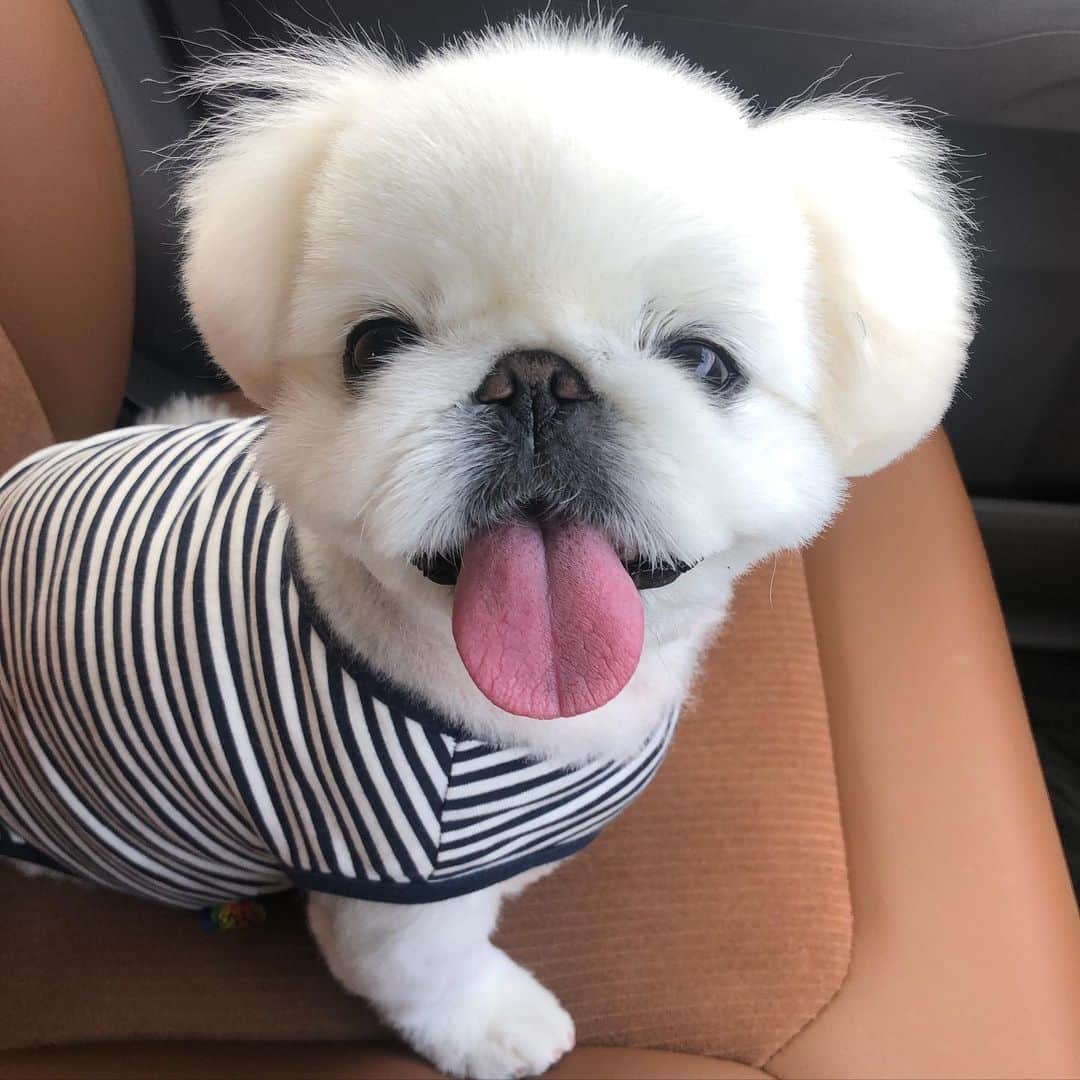 こなつのインスタグラム：「今日も一日お疲れさまでした🐶🍵💛」