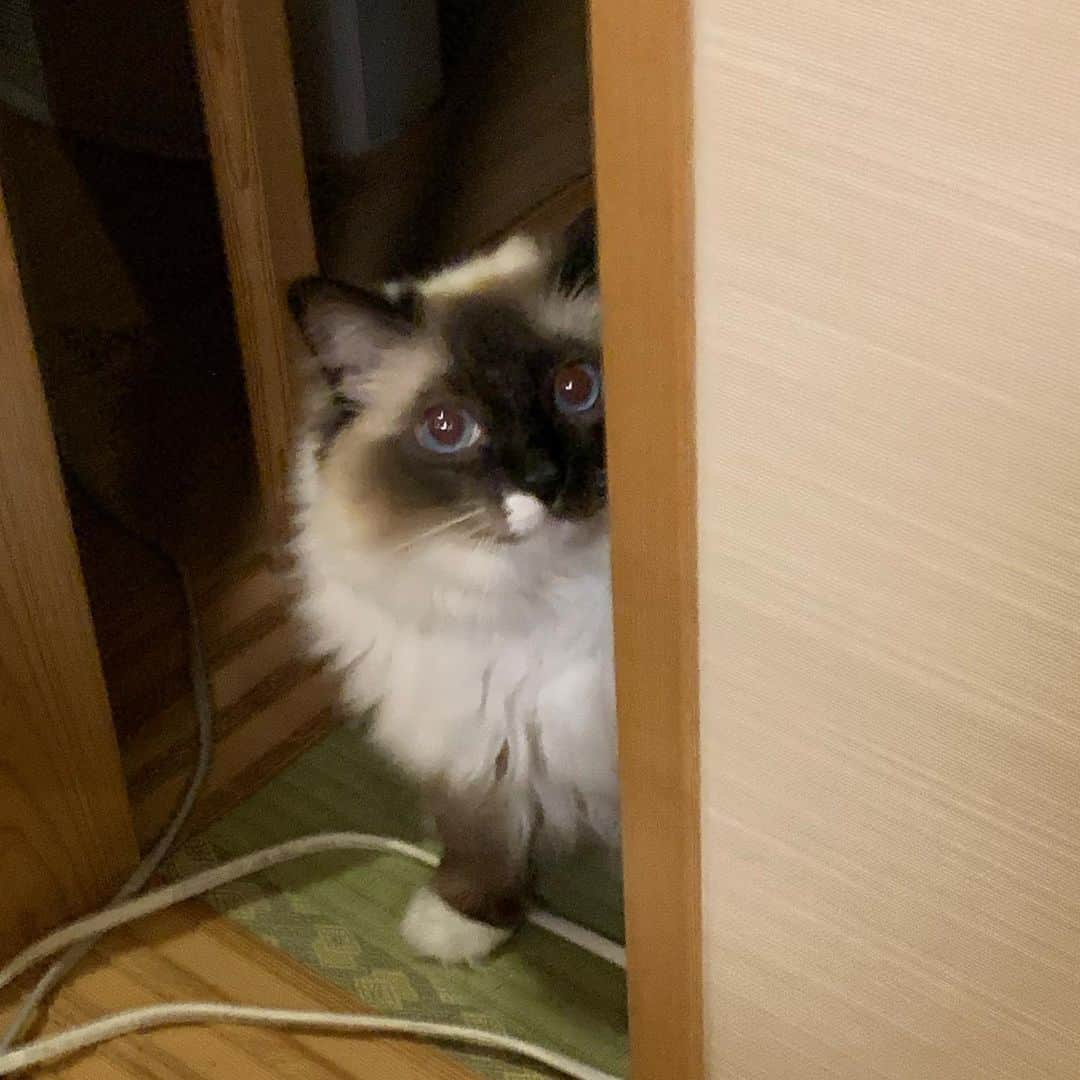 takegaeruのインスタグラム：「爪切り格闘後、人間不信に陥るランちゃんマン😁 #cat #猫 #ragdoll #ラグドール #ホワイトポッチーズ」