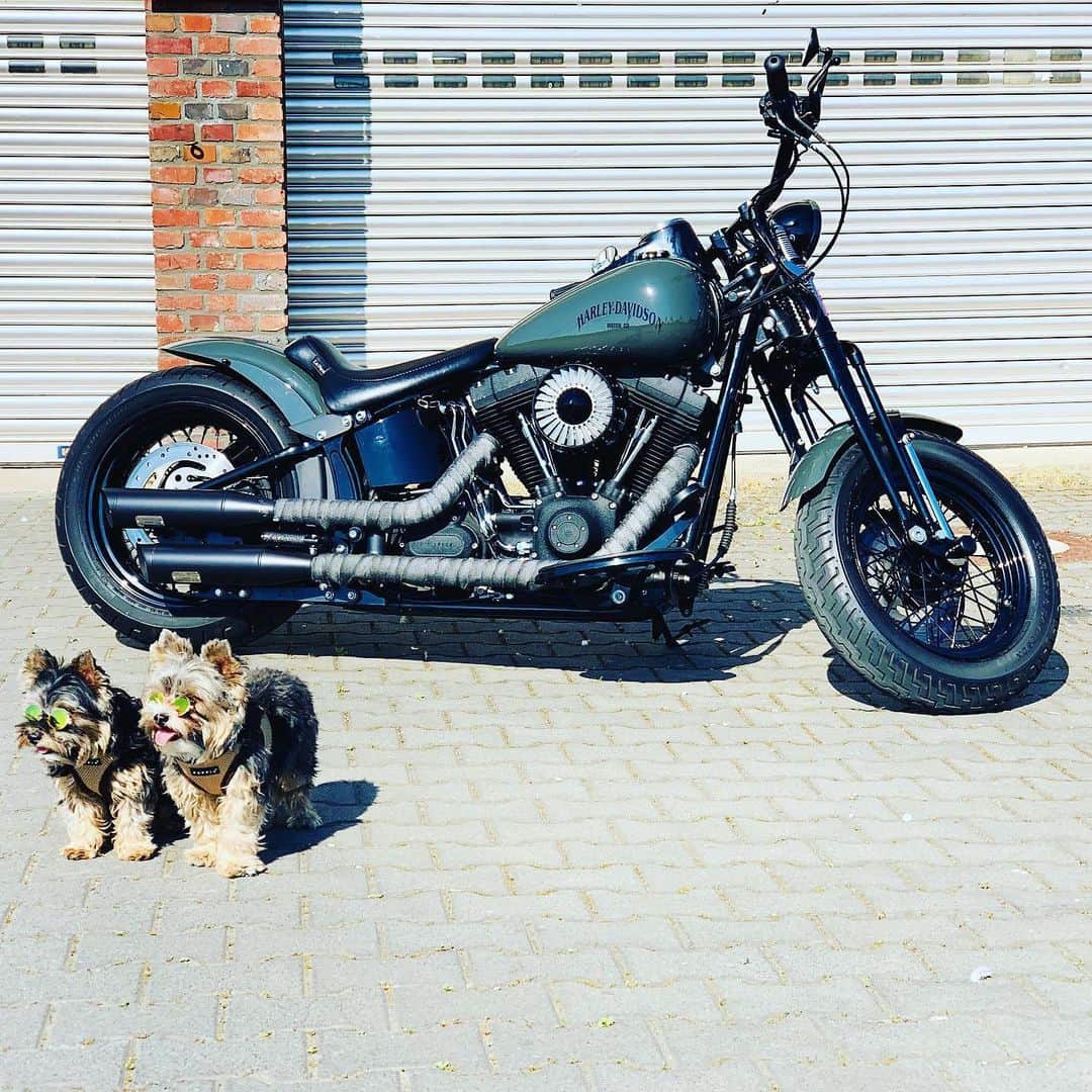 Harley-Davidsonさんのインスタグラム写真 - (Harley-DavidsonInstagram)「These pups are patiently waiting for their next ride🐶  Share the best shot of your Harley dog and tag us with #HarleyDogs! 📷 @bartosz_o_13  #HarleyDavidson」5月29日 23時16分 - harleydavidson