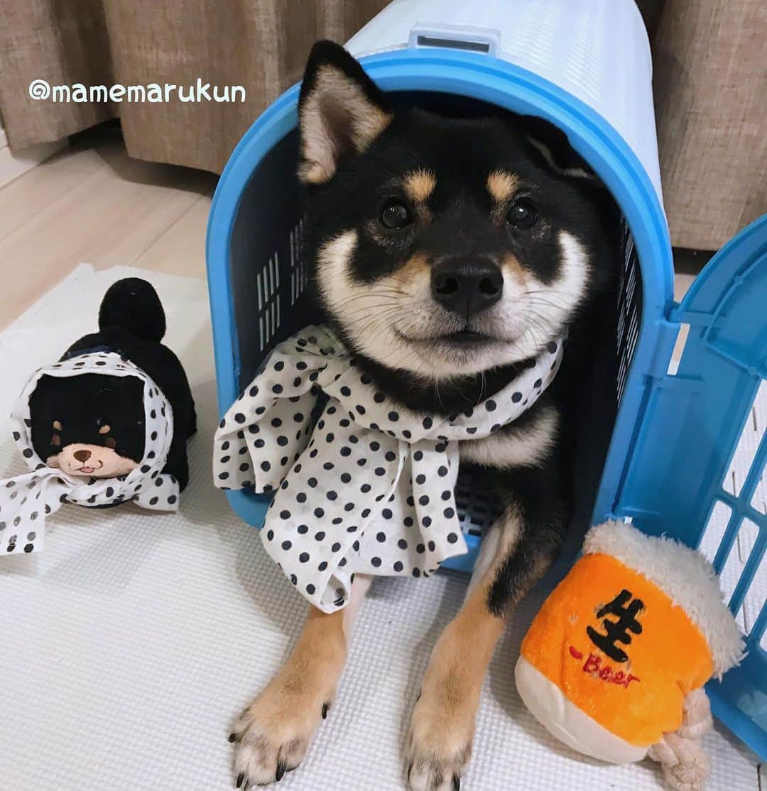 まめ丸のインスタグラム：「* * 【 金曜日の #居酒屋まめ丸 🐶🍺】 今週もみんなおつかれさま🐶💓 * 【Taverna“MAMEMARU”🐶🍺】 TGIF🐶🍺💓 * #3年前のかけだし店長さんのぼく #まめ丸蔵出し📷 * #柴犬#豆柴#柴#黒柴#犬#shiba#shibainu#shibastagram#shibadog#shibapuppy#puppy#instadog#dogstagram#dog#instashiba#petstagram#pet#cute#cutedog#강아지#멍스타그램#weeklyfluff#dailyfluff#worldofcutepets#まめ丸の別荘」