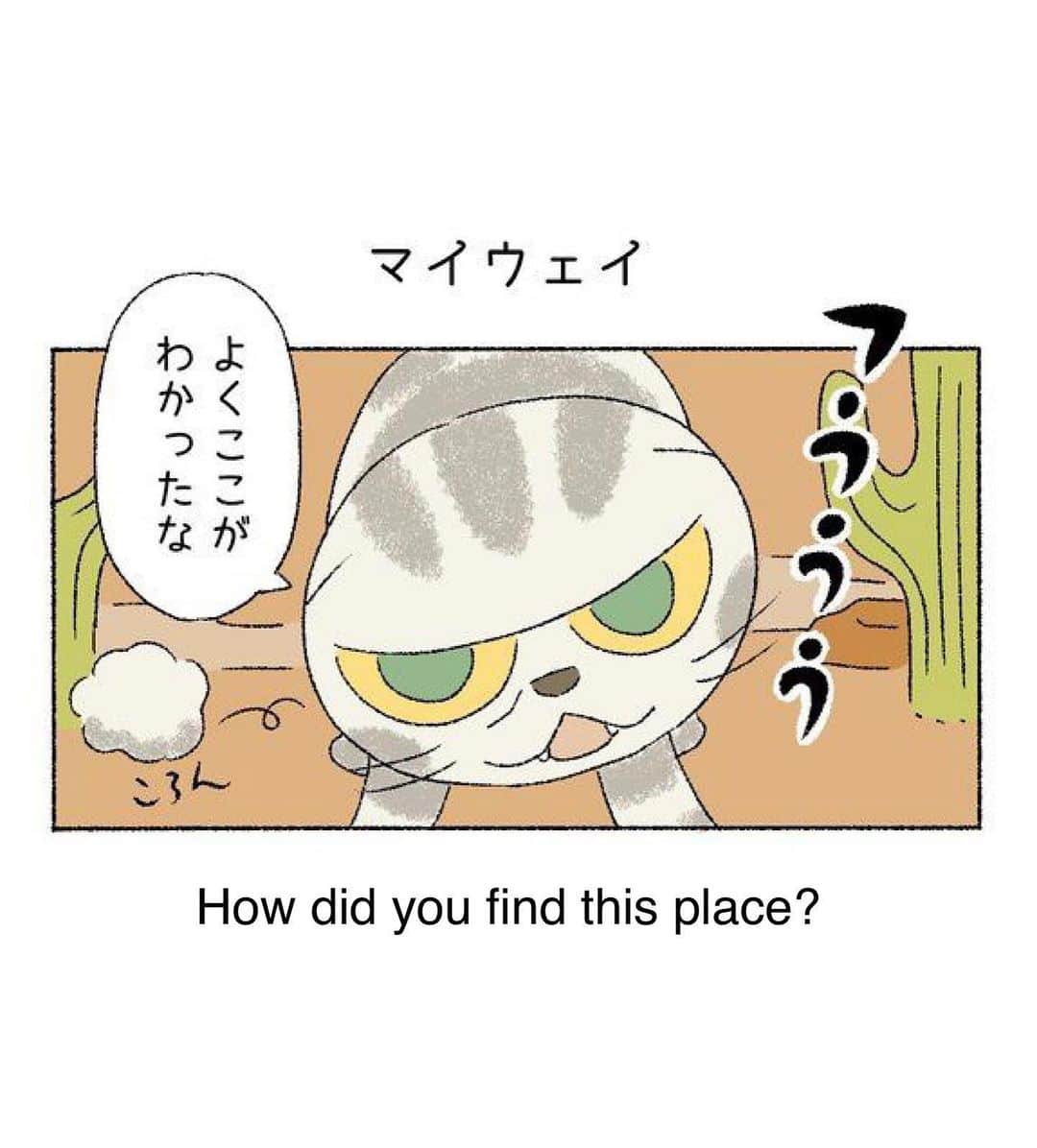 Shishi-maruさんのインスタグラム写真 - (Shishi-maruInstagram)「🐱ねこのきもちWEBMAGAZINE にて、猫エッセイが更新されました。今回は換毛期のししまるのお話です。アプリ版もありますので是非。﻿ お楽しみください。﻿ ﻿ 【渋ネコししまるさん】#49﻿ ｜ねこのきもちWEB MAGAZINE﻿ ﻿ https://cat.benesse.ne.jp/lovecat/content/?id=70027﻿ ﻿ 🐱My essay about Shishi-maru is serialized in a weekly magazine:)﻿ ﻿ ーーーーーーーーーーーーー﻿ 🌺「渋ネコ ししまるさん」ねこのきもちWEB MAGAZINE にて毎週金曜日エッセイの連載中﻿ ーーーーーーーーーーー﻿ 📕「ぷっちねこ。」「3匹のちいさな猫を召喚できたなら」「ちいさな猫を召喚できたなら」徳間書店より単行本発売中﻿ ーーーーーーーーーーー﻿ ⭐︎ねこ漫画→@tacos_cat﻿ 🌺Twitter →@taco_emonemon﻿ ーーーーーーーーーーー」5月29日 23時47分 - emonemon
