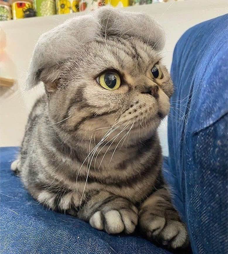 Shishi-maruのインスタグラム：「🐱ねこのきもちWEBMAGAZINE にて、猫エッセイが更新されました。今回は換毛期のししまるのお話です。アプリ版もありますので是非。﻿ お楽しみください。﻿ ﻿ 【渋ネコししまるさん】#49﻿ ｜ねこのきもちWEB MAGAZINE﻿ ﻿ https://cat.benesse.ne.jp/lovecat/content/?id=70027﻿ ﻿ 🐱My essay about Shishi-maru is serialized in a weekly magazine:)﻿ ﻿ ーーーーーーーーーーーーー﻿ 🌺「渋ネコ ししまるさん」ねこのきもちWEB MAGAZINE にて毎週金曜日エッセイの連載中﻿ ーーーーーーーーーーー﻿ 📕「ぷっちねこ。」「3匹のちいさな猫を召喚できたなら」「ちいさな猫を召喚できたなら」徳間書店より単行本発売中﻿ ーーーーーーーーーーー﻿ ⭐︎ねこ漫画→@tacos_cat﻿ 🌺Twitter →@taco_emonemon﻿ ーーーーーーーーーーー」