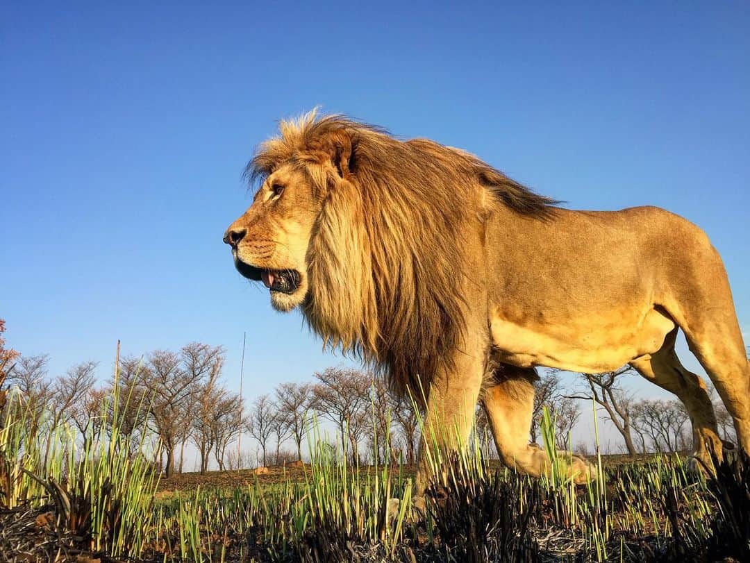Kevin Richardson LionWhisperer さんのインスタグラム写真 - (Kevin Richardson LionWhisperer Instagram)「Let’s go for a walk with Vayetse, Livy and Ginny!  There is something to be said for the peace and quiet that the world is experiencing right now, and I’d love for you to experience that with me. So find a quiet spot, pour yourself a drink and let’s walk.  For the full video on #LionwhispererTV, click the link above in my Link in Bio. Enjoy your time with family this weekend, get outside, stay safe, cheers to the never-ending weekend! PS Check out the butter smooth footage when I’m chasing after the lions. 🎥 #goprohero8  #enrichmentwalk #lion #lioness #panther #disconnecttoreconnect #reconnectwithnature #peaceandquiet」5月30日 0時03分 - lionwhisperersa