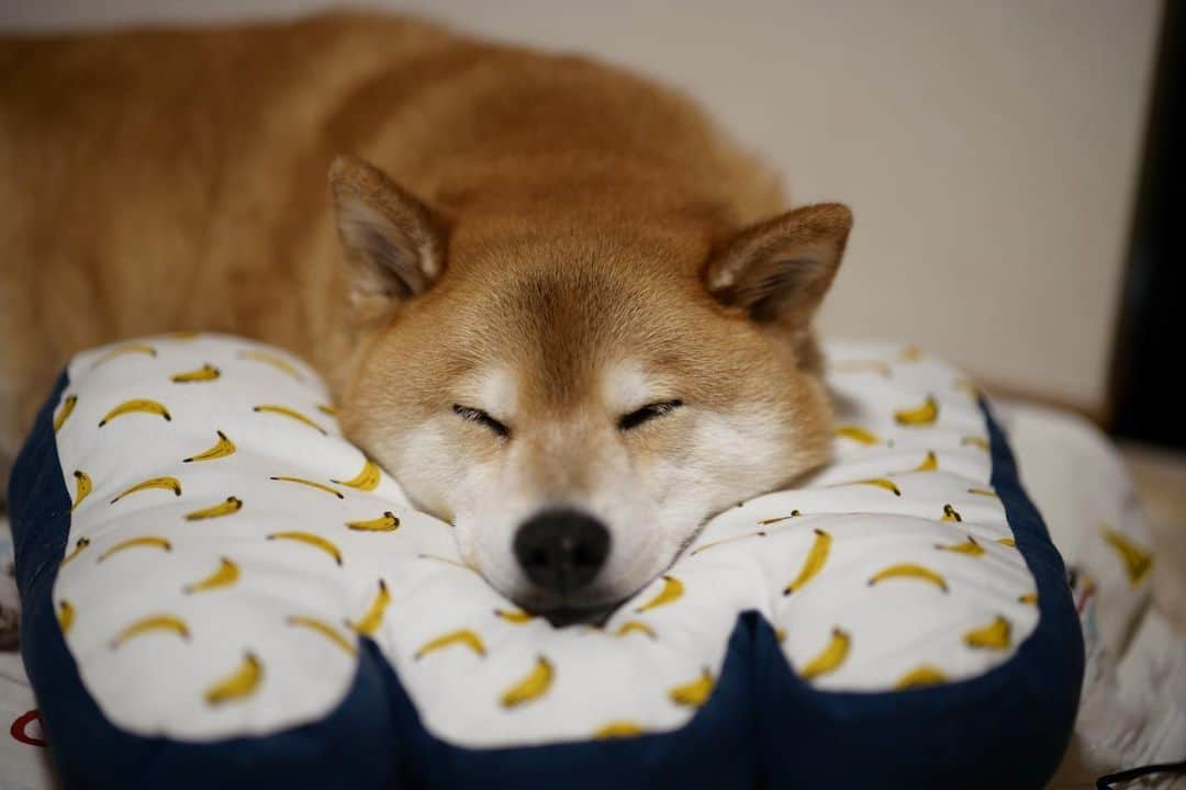 まる（まるたろう）さんのインスタグラム写真 - (まる（まるたろう）Instagram)「Good night!✨🍌🐶🍌💤✨バナナグッズ引換券でこれもらったの🥴 #バナナ柄クッション #一周回っていい感じかも #いいだろ」5月30日 0時07分 - marutaro