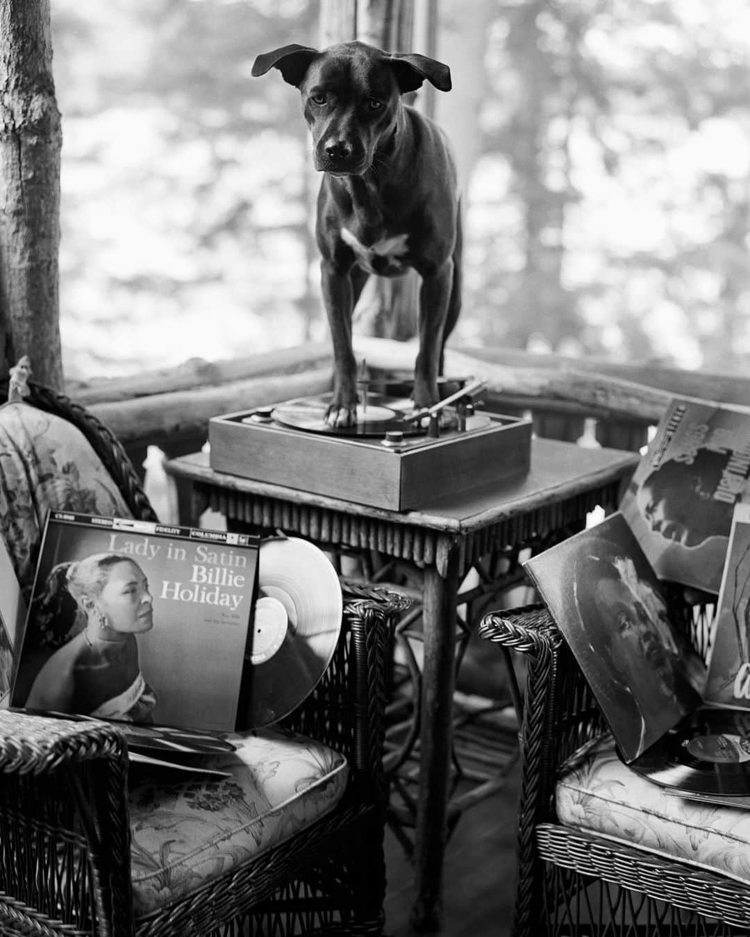 ブルース・ウェーバーさんのインスタグラム写真 - (ブルース・ウェーバーInstagram)「My dog, Billie Holiday, with her collection of vinyl, Camp Longwood, Upper St. Regis Lake, 2004 🐾.」5月30日 0時09分 - bruce_weber