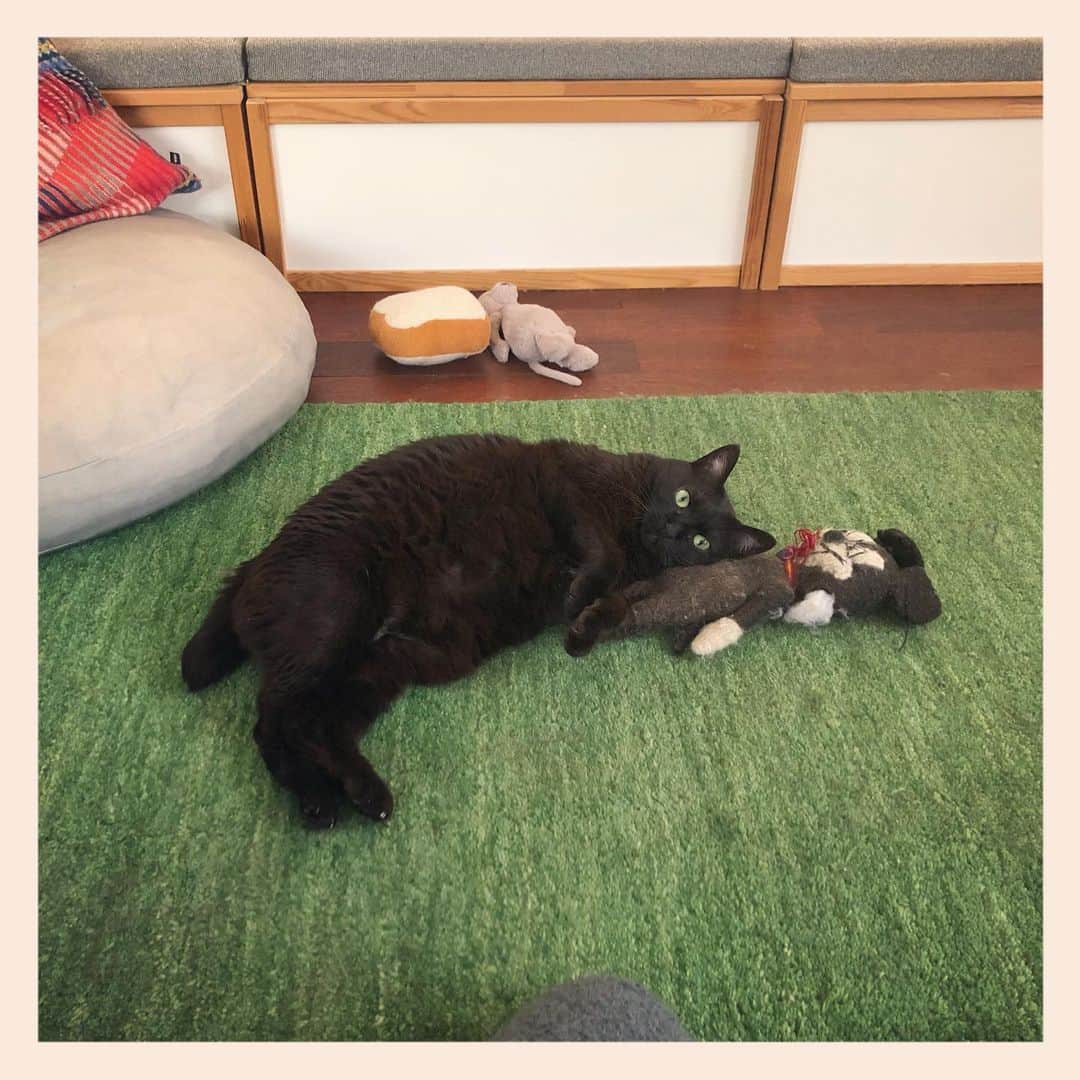 パンといっぴきのインスタグラム：「#元野良猫 #黒猫 #blackcat」