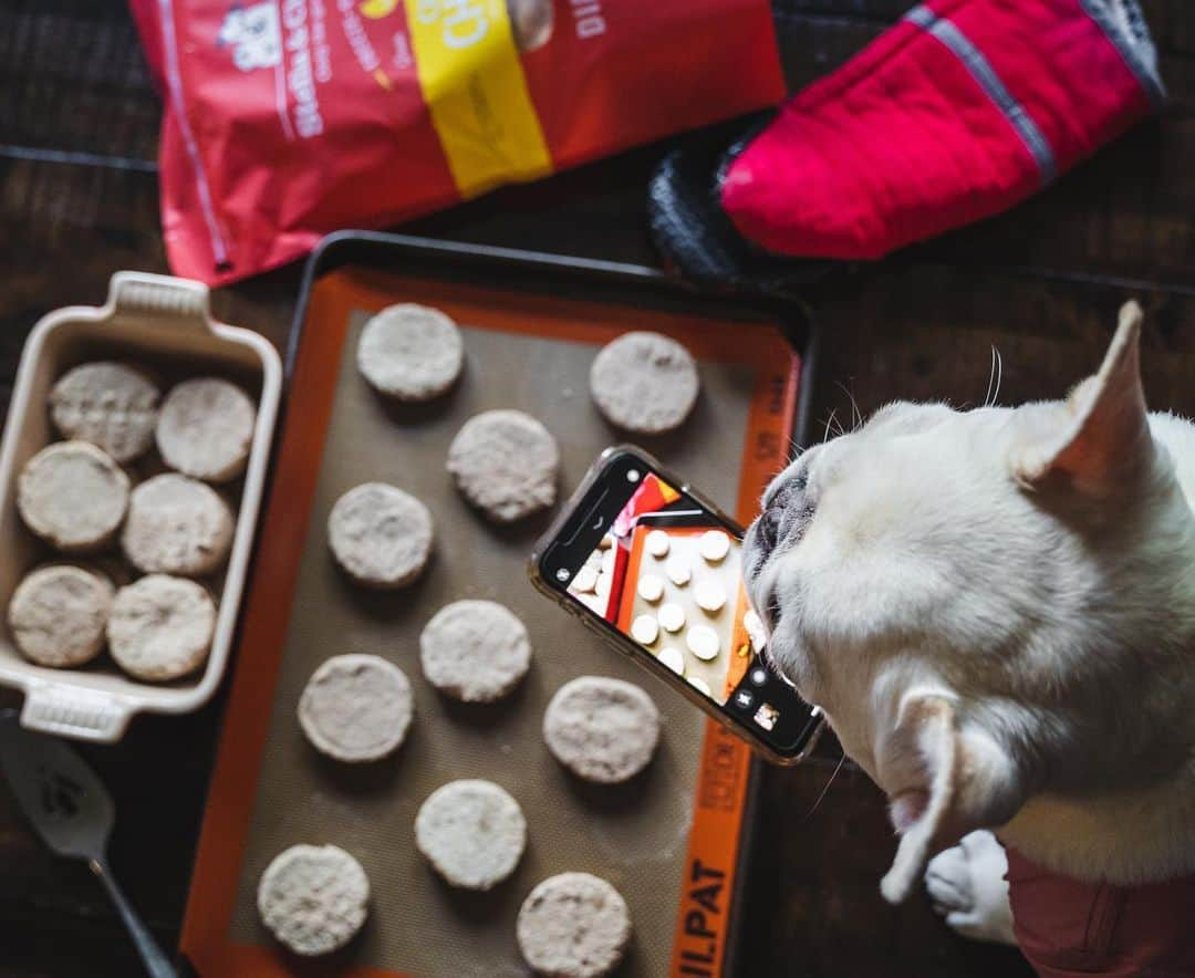 Sir Charles Barkleyさんのインスタグラム写真 - (Sir Charles BarkleyInstagram)「Everyone’s now a professional baker! #includingme #quarantinebaking #barkleysresume @stellaandchewys #ad」5月30日 0時43分 - barkleysircharles