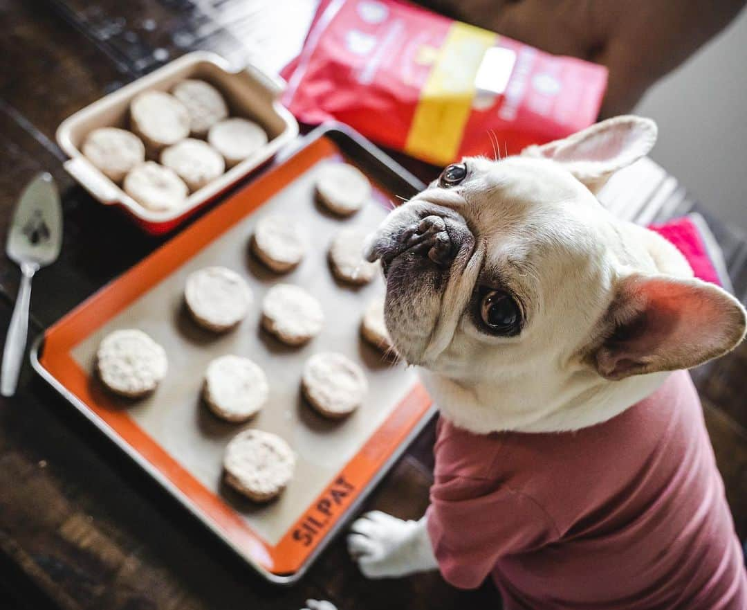 Sir Charles Barkleyさんのインスタグラム写真 - (Sir Charles BarkleyInstagram)「Everyone’s now a professional baker! #includingme #quarantinebaking #barkleysresume @stellaandchewys #ad」5月30日 0時43分 - barkleysircharles