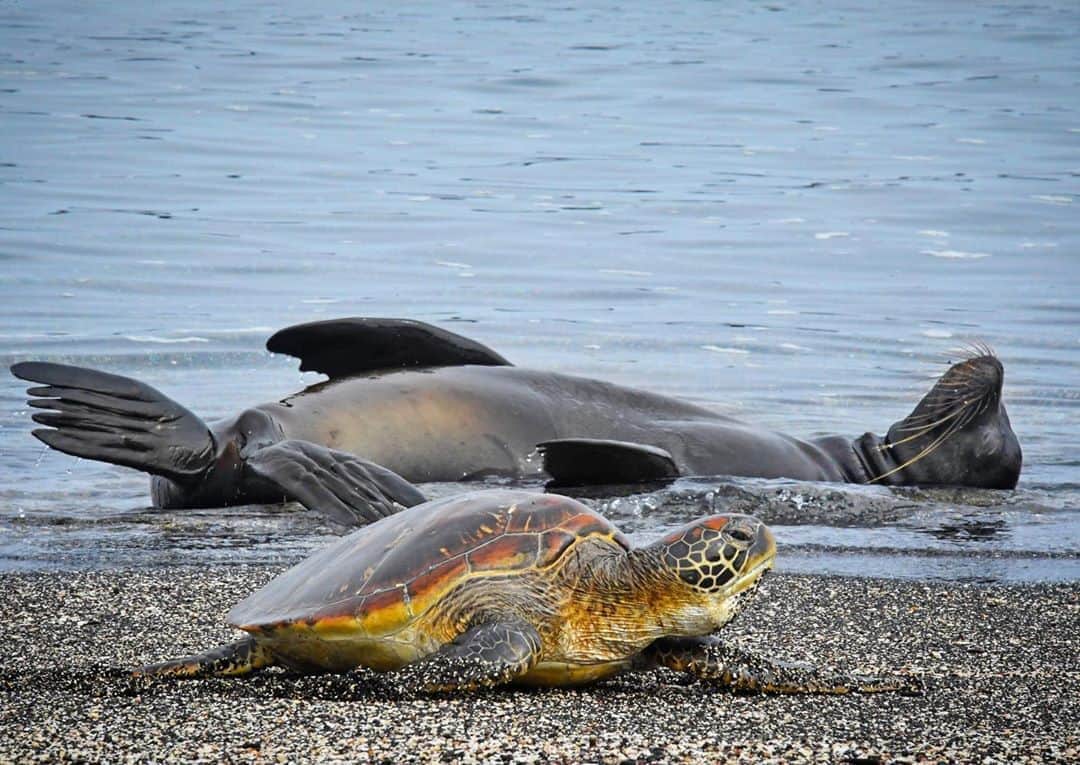 Thomas Peschakさんのインスタグラム写真 - (Thomas PeschakInstagram)「The climate and oceanography of the Galapagos are incredibly complex and contrasting. The ocean surrounding the western Islands is so cold that warm water species like green sea turtles leave the sea to bask on beaches to heat up. At the same time the air temperatures can be so stifling hot that this "well insulated"  sea lion has to venture into the water to cool off. Shot on assignment for @natgeo In collaboration with @parquegalapagos @charlesdarwinfoundation @pelayosalinas @fonassociation #paulmangellfoundation」5月30日 0時55分 - thomaspeschak