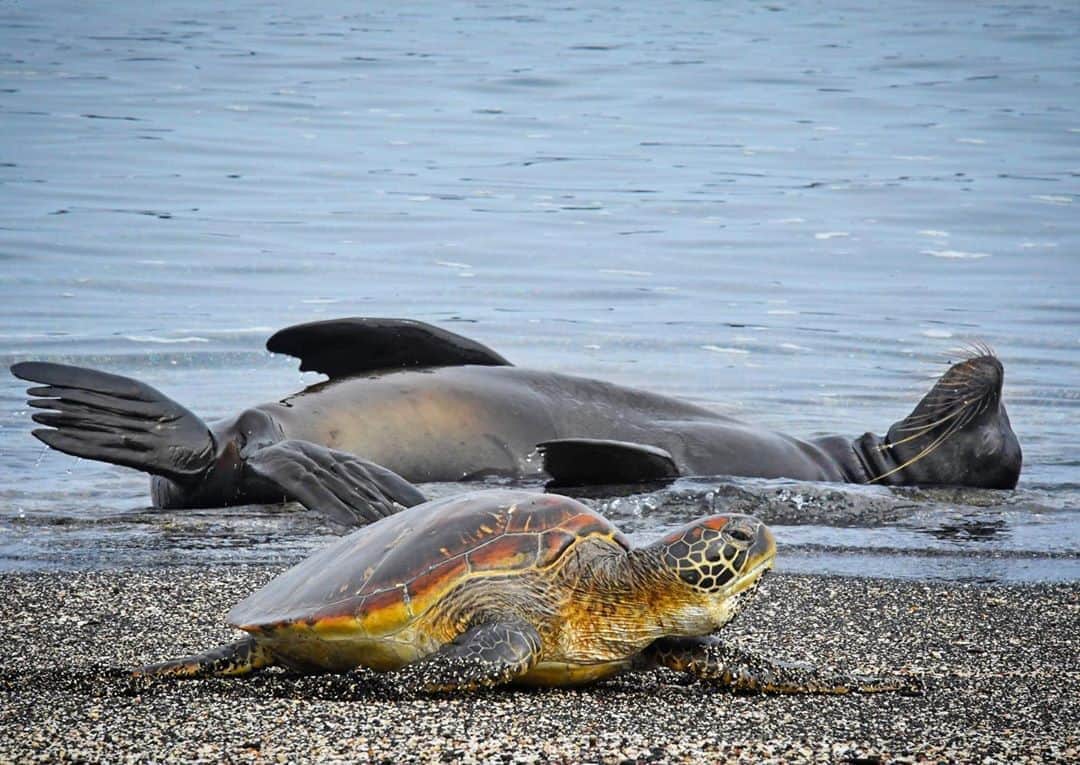 のインスタグラム：「The climate and oceanography of the Galapagos are incredibly complex and contrasting. The ocean surrounding the western Islands is so cold that warm water species like green sea turtles leave the sea to bask on beaches to heat up. At the same time the air temperatures can be so stifling hot that this "well insulated"  sea lion has to venture into the water to cool off. Shot on assignment for @natgeo In collaboration with @parquegalapagos @charlesdarwinfoundation @pelayosalinas @fonassociation #paulmangellfoundation」