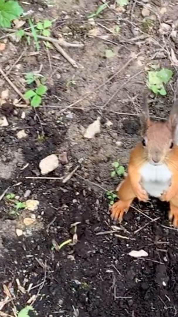 ALINA AKULAのインスタグラム：「Sounds of wind blowing through the forest trees. Gentle breeze, Wind, Rustling Leaves. Cute & curious #squirrel 🐿 #birdssinging & #naturesounds with #techno」