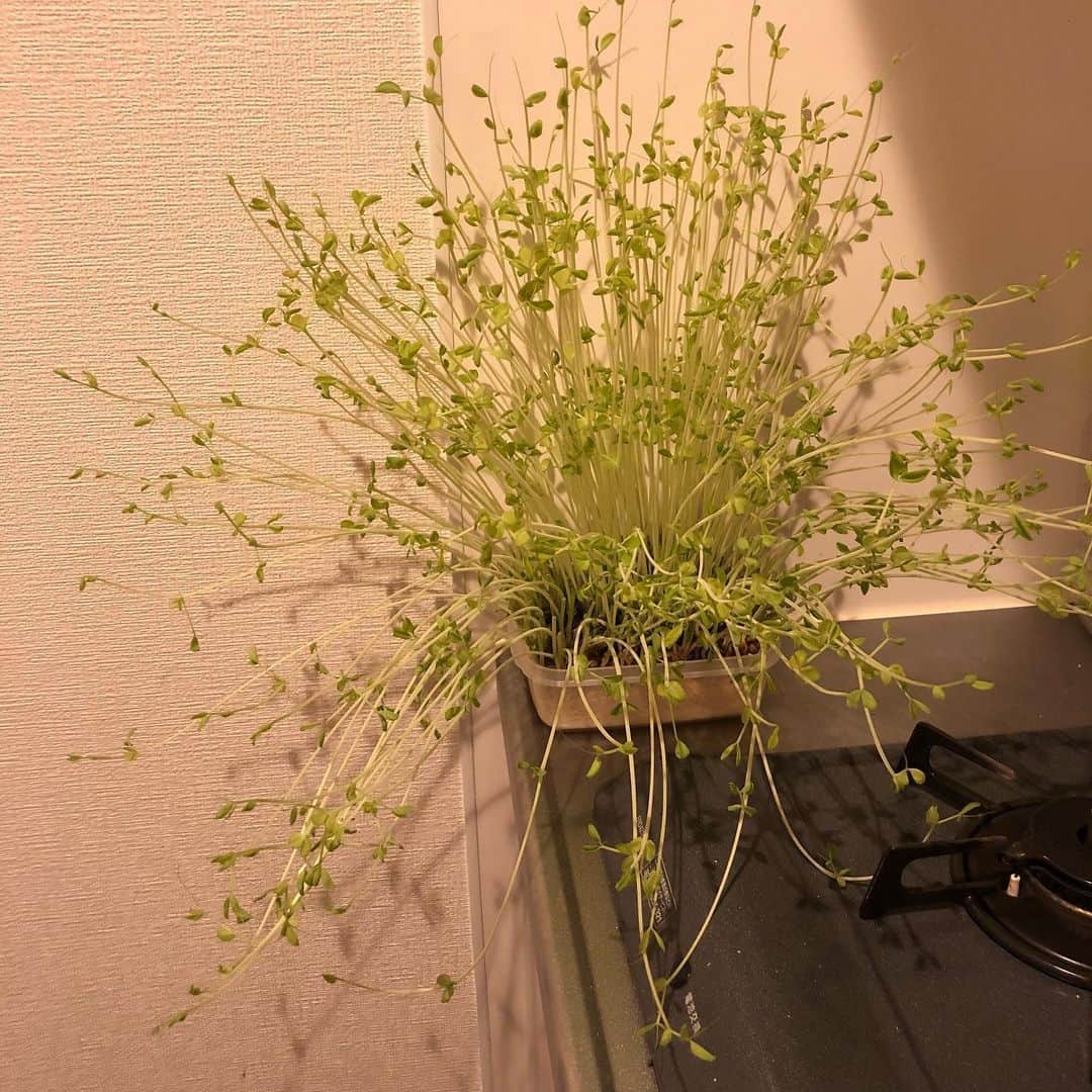 関取花のインスタグラム：「豆苗すんごい伸びるじゃん」