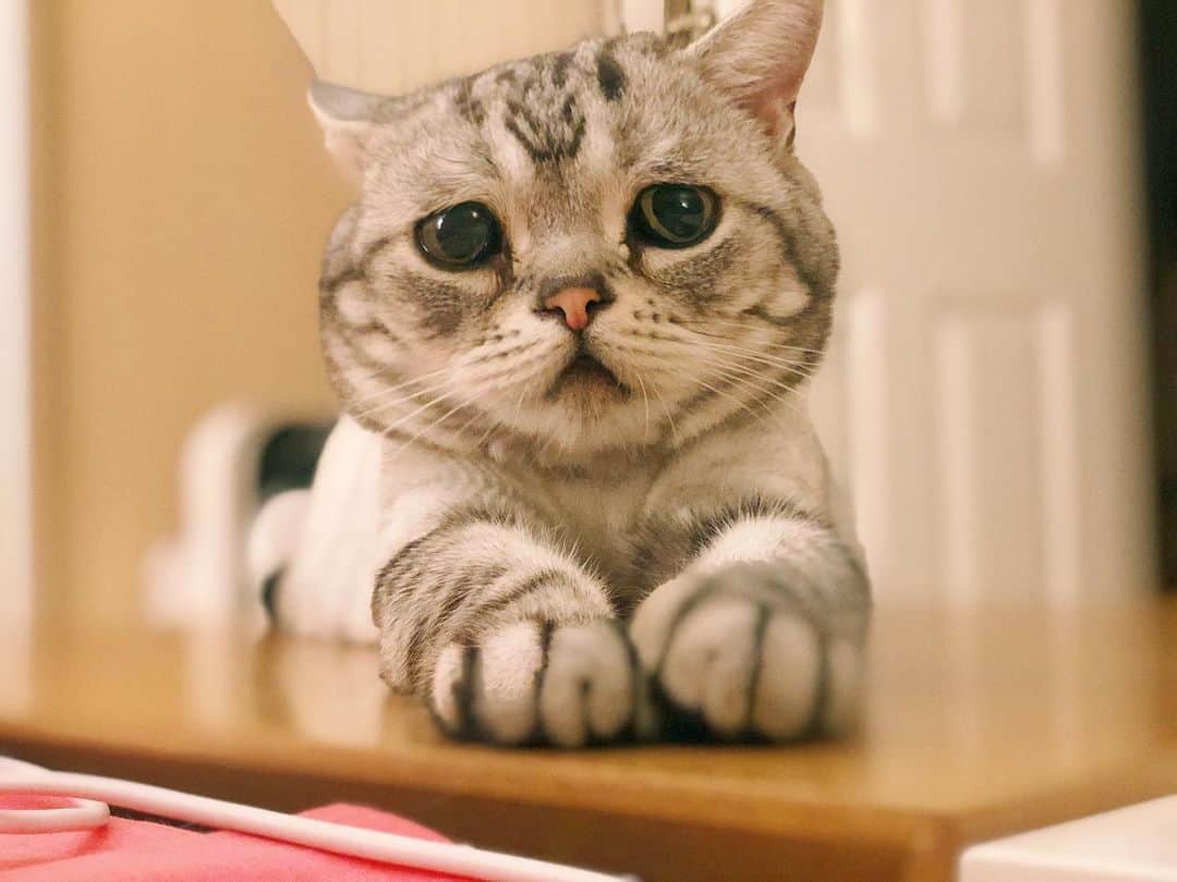 ルフさんのインスタグラム写真 - (ルフInstagram)「#luhu:”weekend! where is my special meal ??” - - #cat #cute #catsofinstagram #angel #adorable #sadcat」5月30日 12時16分 - lanlan731