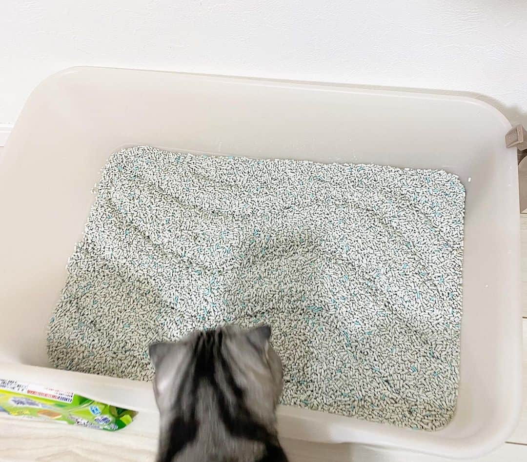 Shishi-maruさんのインスタグラム写真 - (Shishi-maruInstagram)「⭐️ライオン商事さんから提供していただいた「獣医師開発 猫トイレ」。﻿ 今回は「猫砂全量交換推進 」編です！﻿ ﻿ 猫砂を全部交換してトイレごと綺麗に掃除をしました。【月1回の全量交換がおすすめ】との事です✨﻿ ﻿ トイレ掃除が終わると、ししまるは綺麗になったトイレをフンフンと念入りに確認していました。「合格😸」の声が聞こえたような気がします🐈﻿ ﻿ 今回使用している「ニオイをとる砂」はトイレに流せないタイプ(トイレに流せる「ニオイをとる紙の猫砂」もあります)ですが、鉱物製の猫砂は【飛び散りにくく、おしっこもしっかりと固めてくれる】ので取りやすいです😄﻿ ﻿ 🐾そしてこの重さと粒感のおかげで、個人的にですが、楽しんで掃除ができています。﻿ それは、トイレを片付けた後、【枯山水のような見立て遊び】ができるから。﻿ トイレを片付けて砂を平らにした後、今日の気分で波柄や格子柄を付属のスコップで描き、トイレをきれいにした後のちょっとしたワビサビを楽しんでいます。※あくまでも個人的な感想です。こだわって砂をいじりすぎるのは良くないと思いますのでご注意下さい。﻿ ﻿ 📕ししまるも気に入った「獣医師開発 猫トイレ」のこだわりは、以下のサイトから確認できますので是非ご覧下さい。﻿ ーーーーーーーーーーーーー﻿ 【獣医師開発の猫トイレ】﻿ https://www.lion-pet.jp/catsuna/nekotoilet/index.htm﻿ ーーーーーーーーーーーーー﻿ ﻿ #PR #獣医師開発猫トイレ　#ねこ #猫 ﻿ #ニオイをとる砂　#にゃんすたぐらむ 　#獣医師開発  #猫トイレ用除菌クリーナー　#全量交換 ﻿ #シュシュット　#lionpet #lionpetcat　﻿ #ライオンペット　@lion_pet_cat」5月30日 10時44分 - emonemon